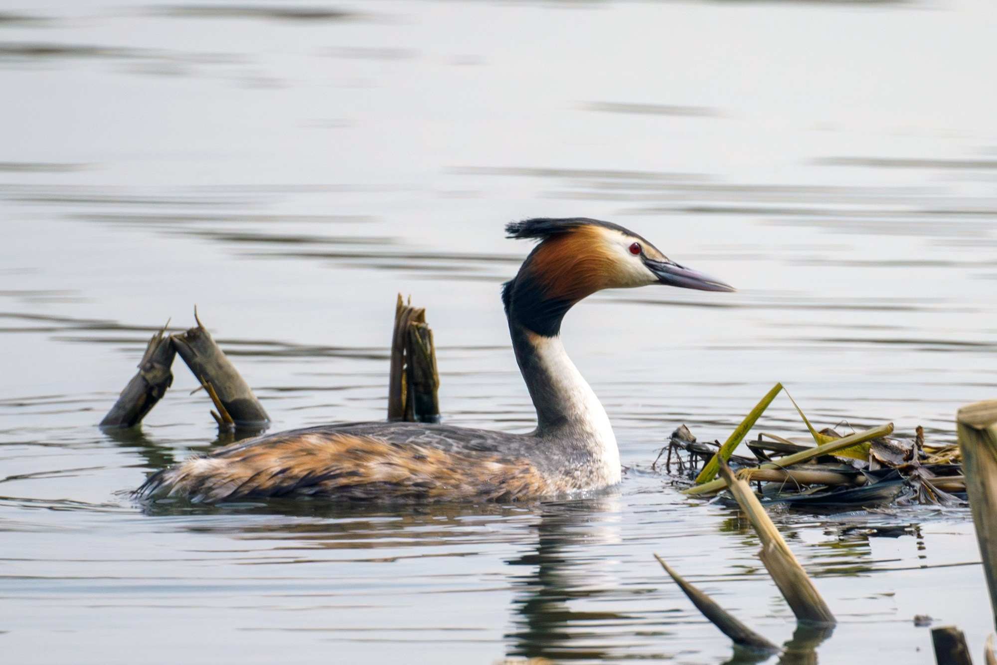 Удивительные мир птиц. Вокруг нас столько прекрасного — присмотритесь!. Ваш личный фотограф Марина Волкова