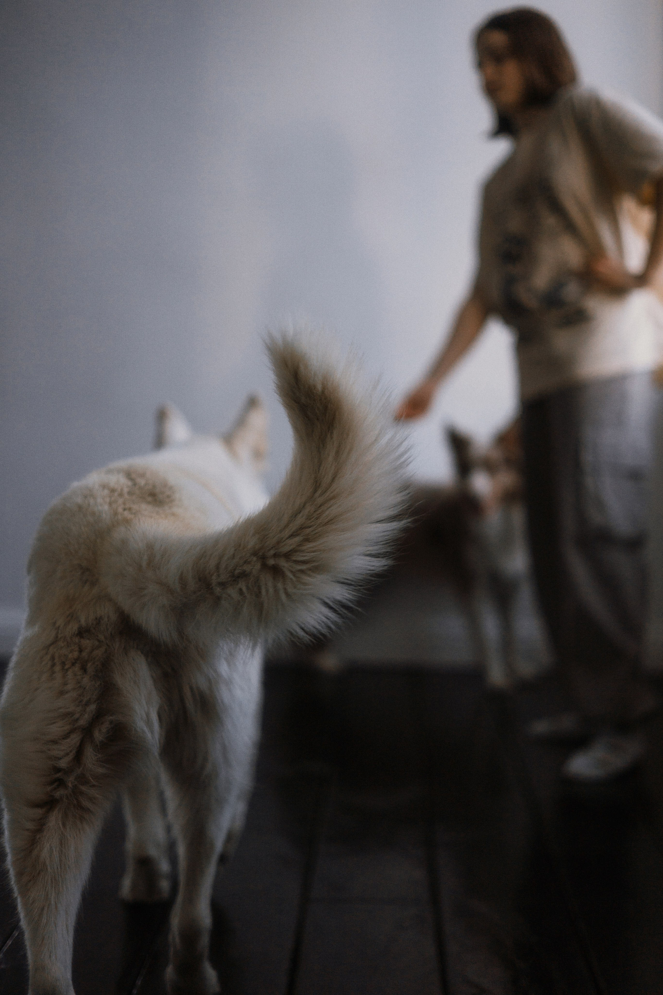 Аня, Дэймон и Грэй. Фотограф-анималист Богданова Полина