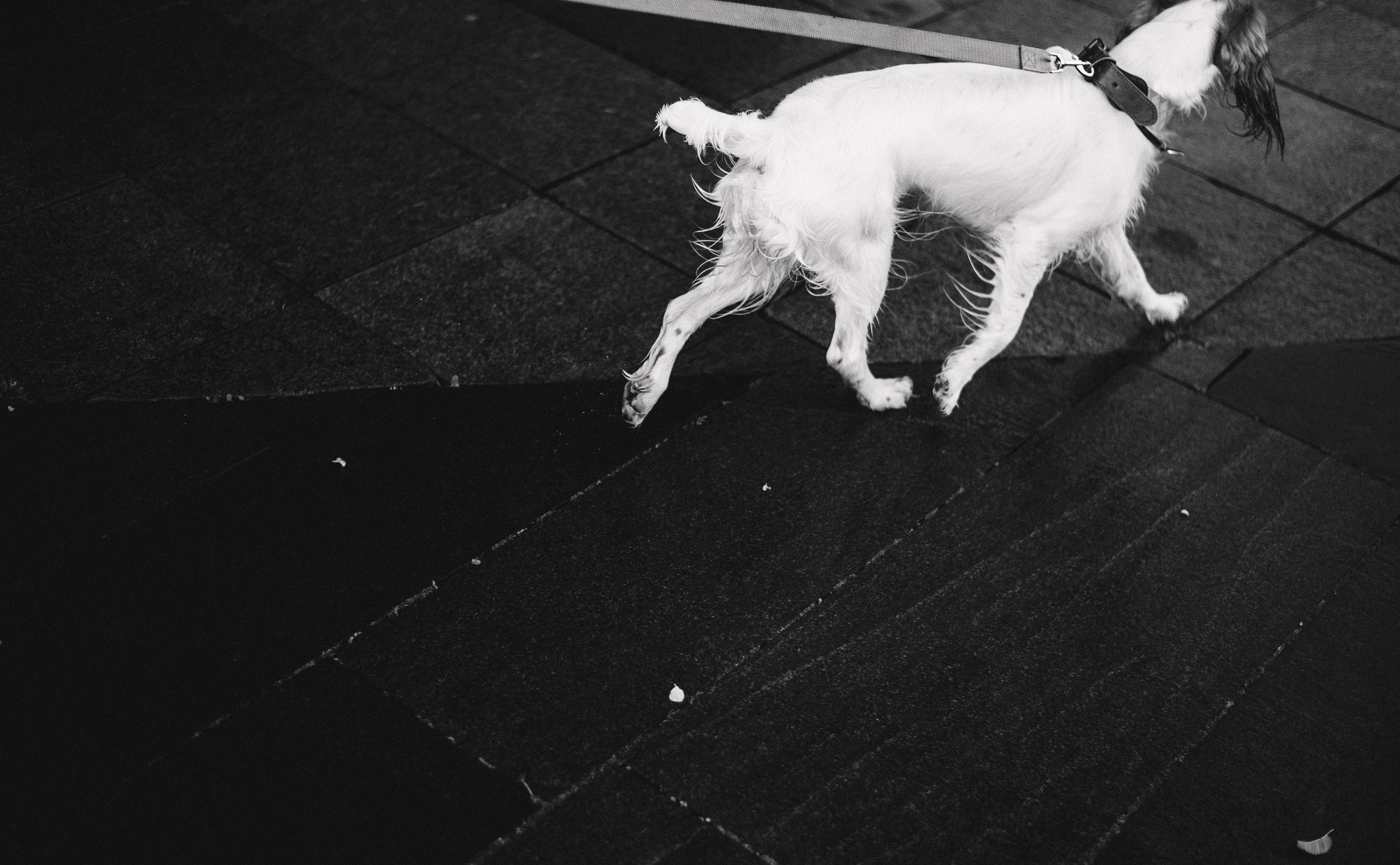 Маша и Вега. Фотограф-анималист Богданова Полина