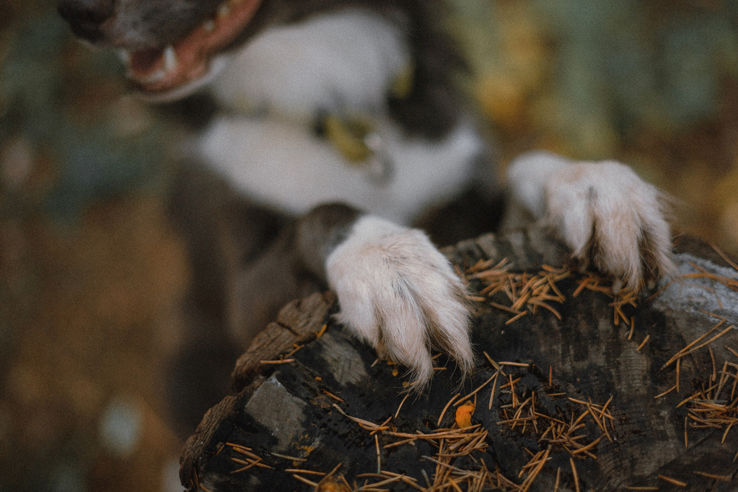 Даша и Дже. Фотограф-анималист Богданова Полина