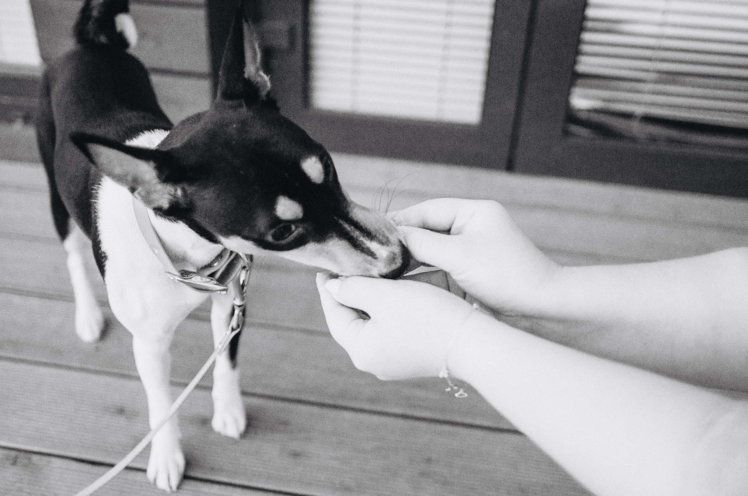 Лена, Никита и Эсма. Фотограф-анималист Богданова Полина