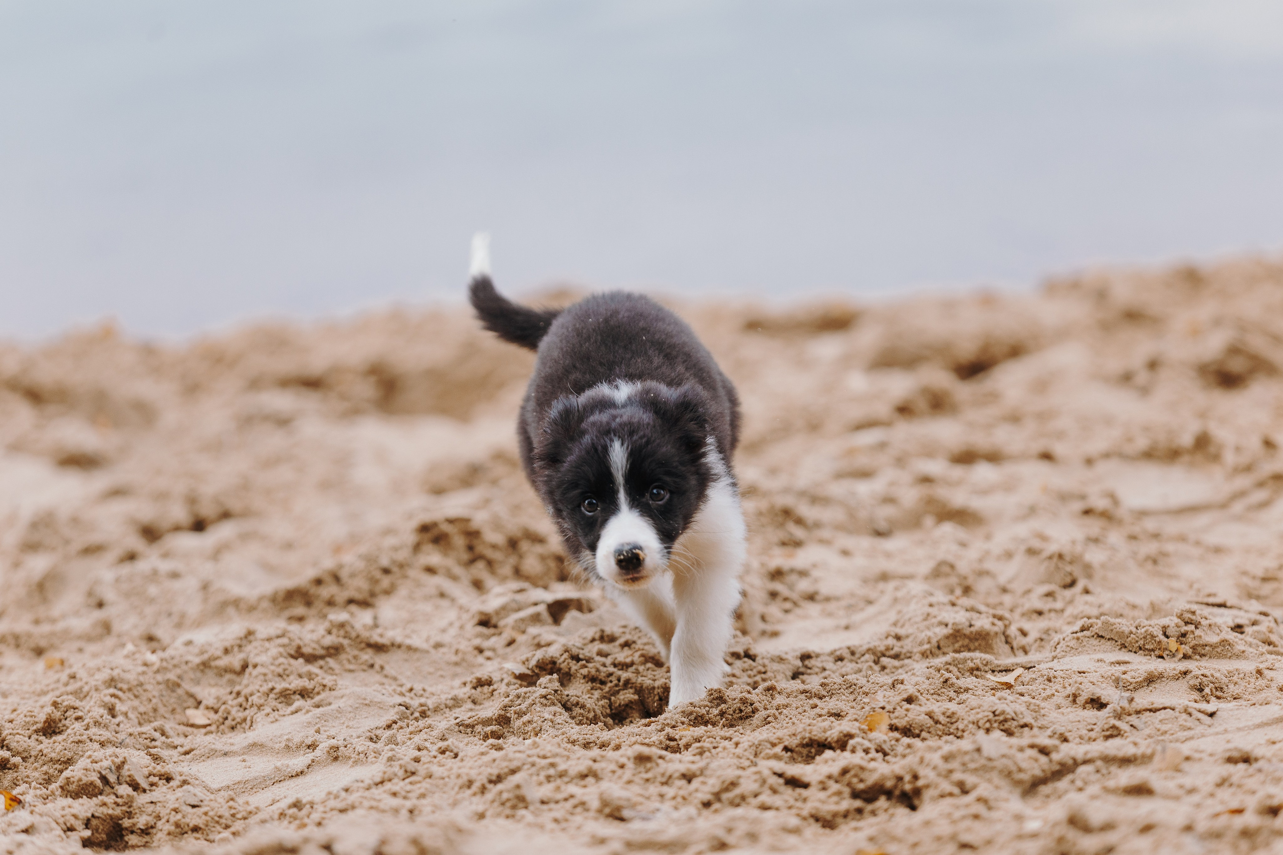 Краски холи. Фотограф анималист Кристина Карпова, Москва