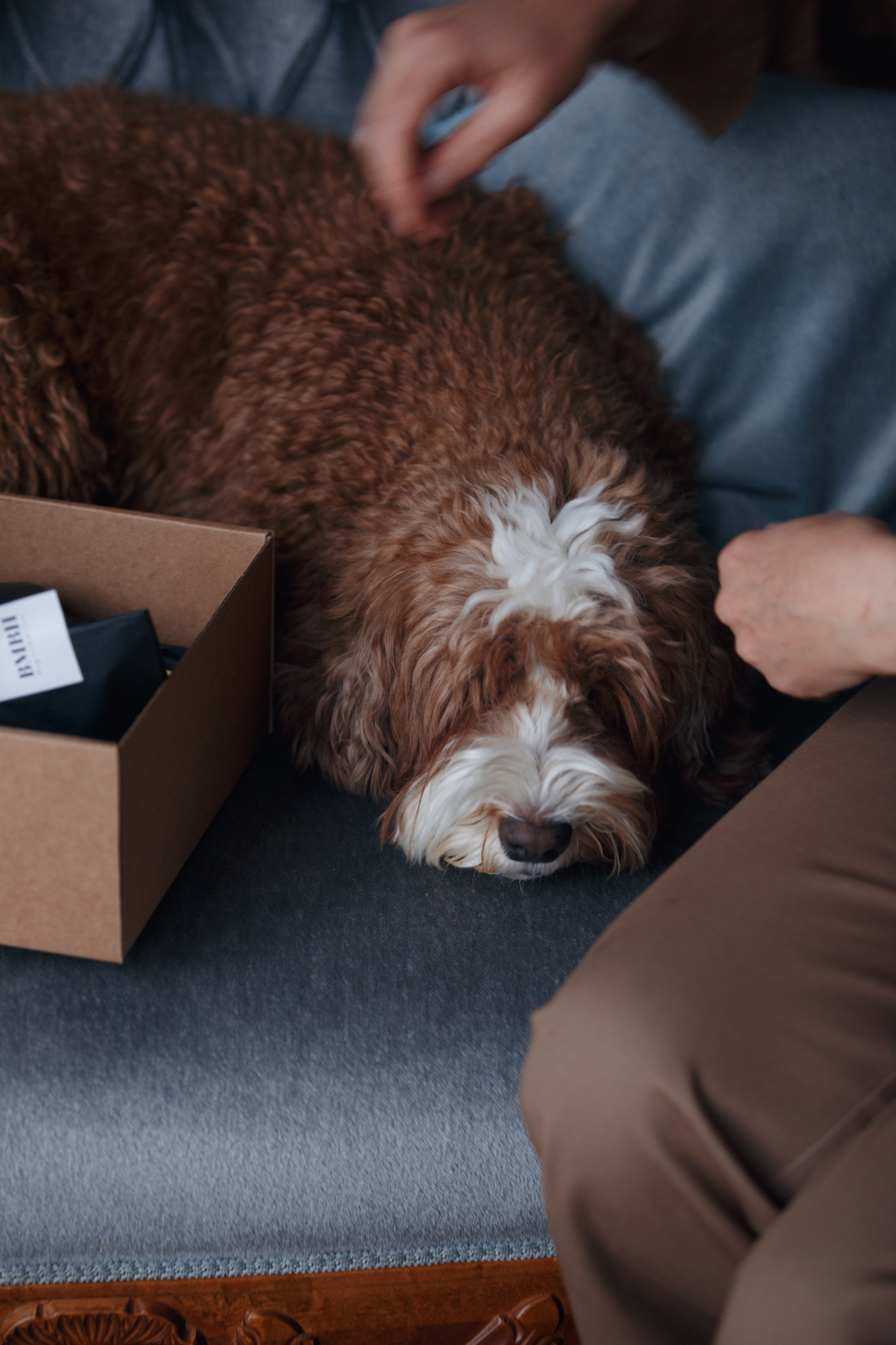 Bmbh лежанки и адресники. Фотограф анималист Кристина Карпова, Москва