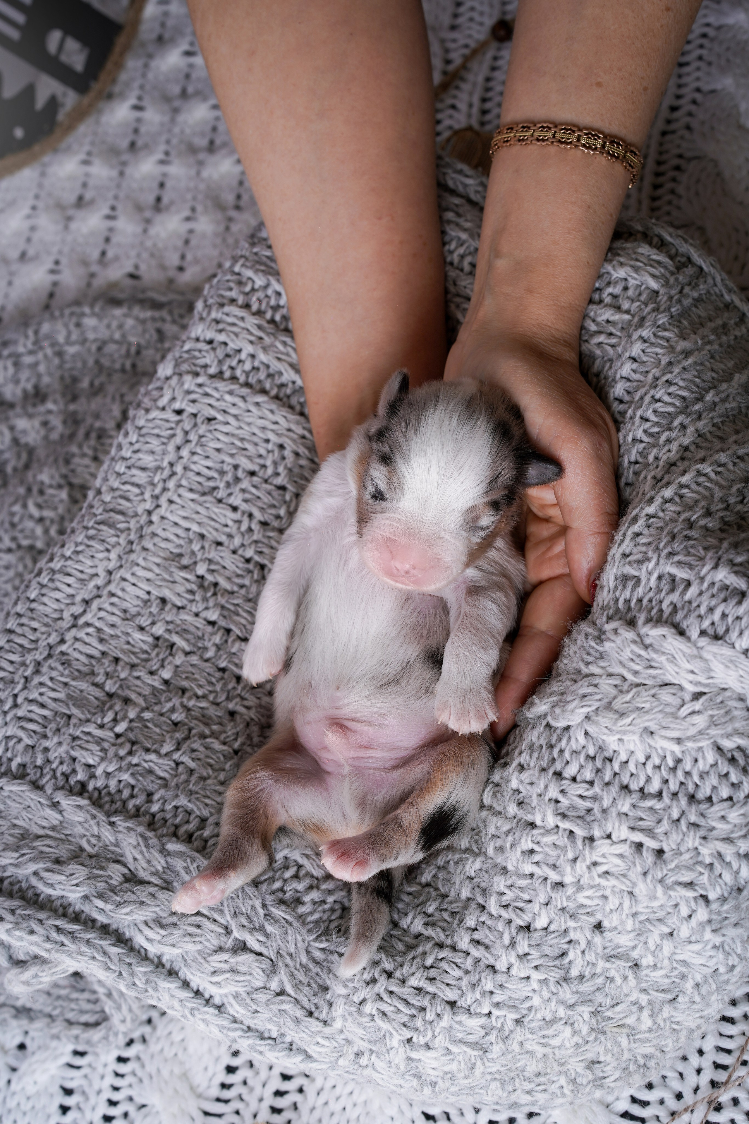 Щенки австралийской овчарки. Фотограф-анималист в Санкт-Петербурге Яна Мартынова