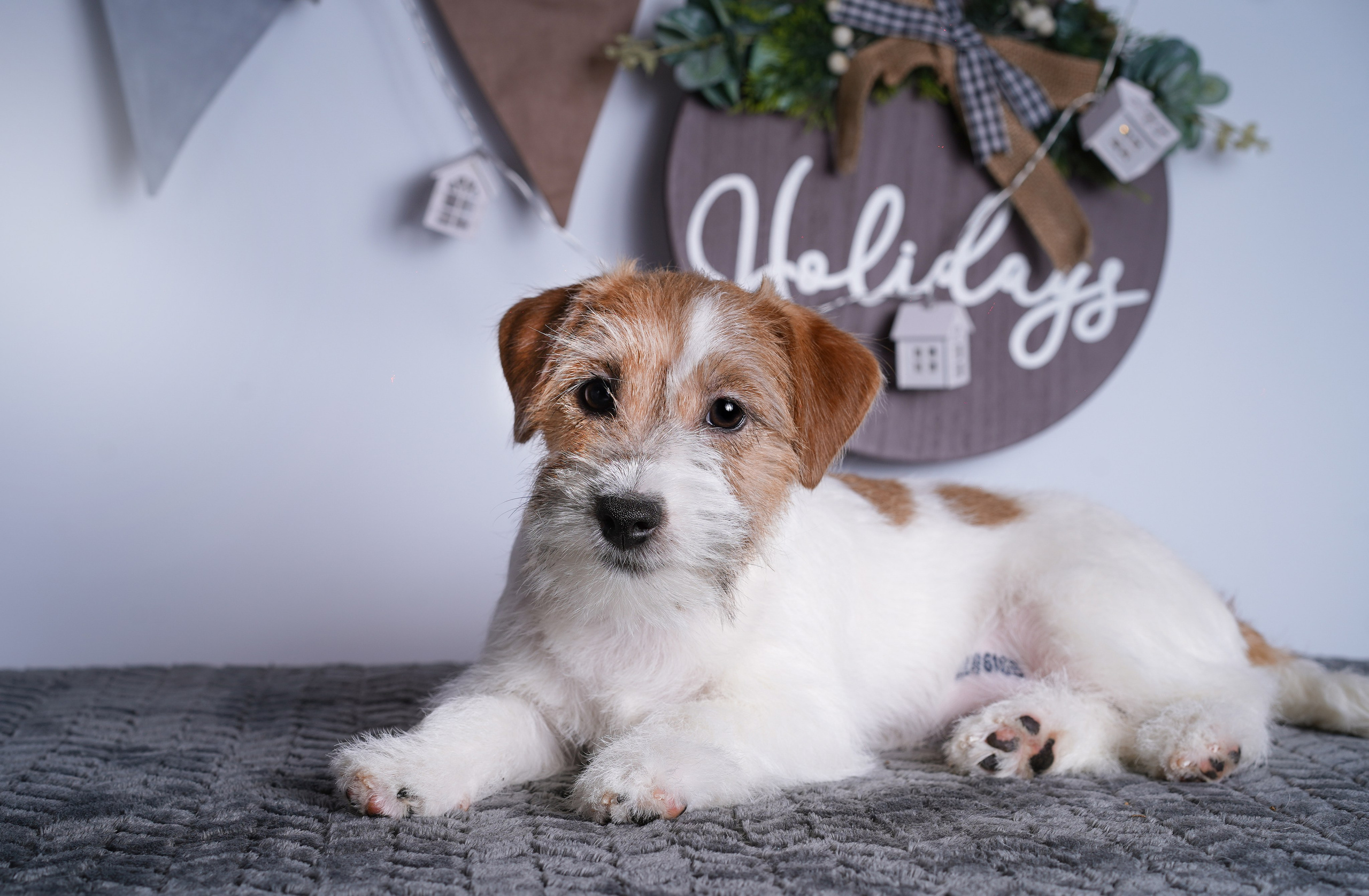 Щенки дрт. Фотограф-анималист в Санкт-Петербурге Яна Мартынова