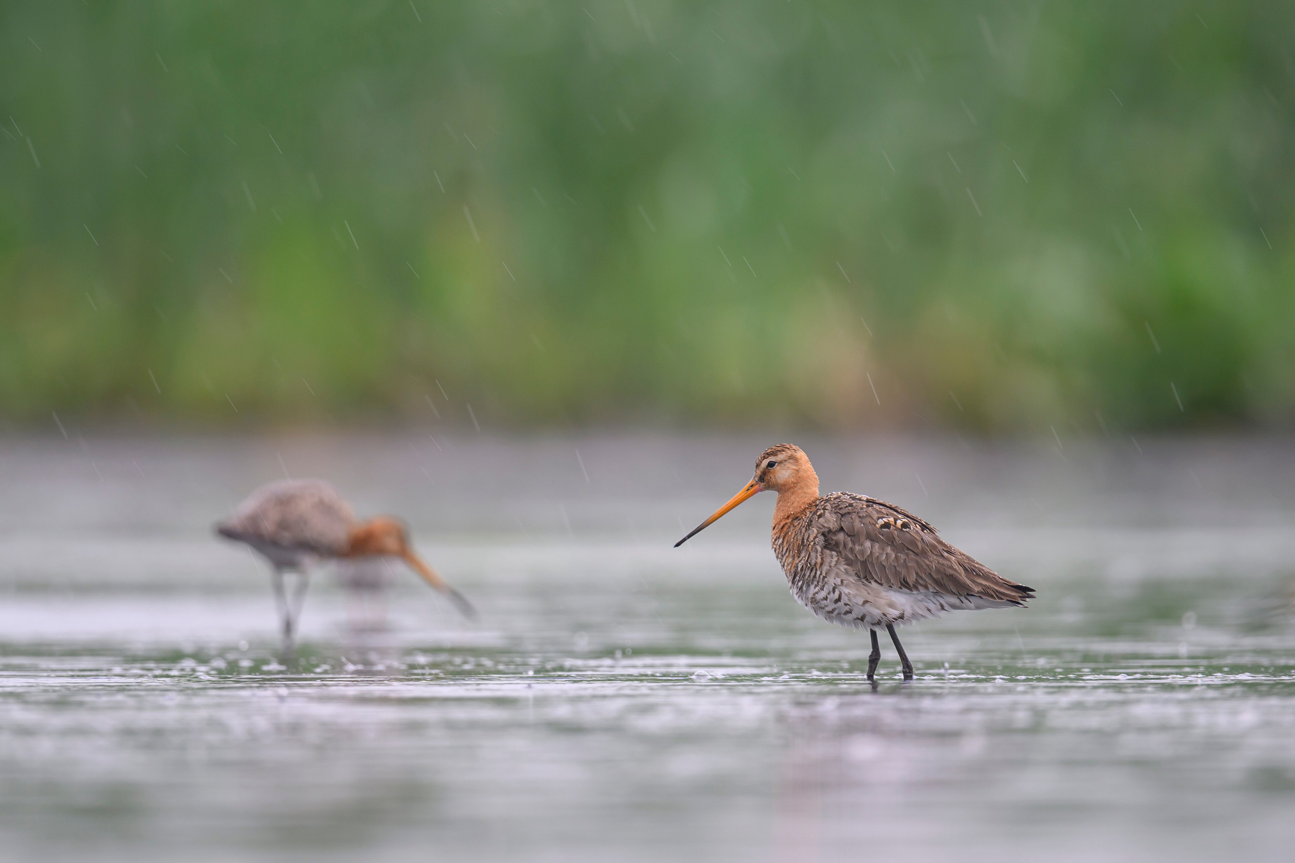 Кулики. Wildlife photography by Sergey Puponin