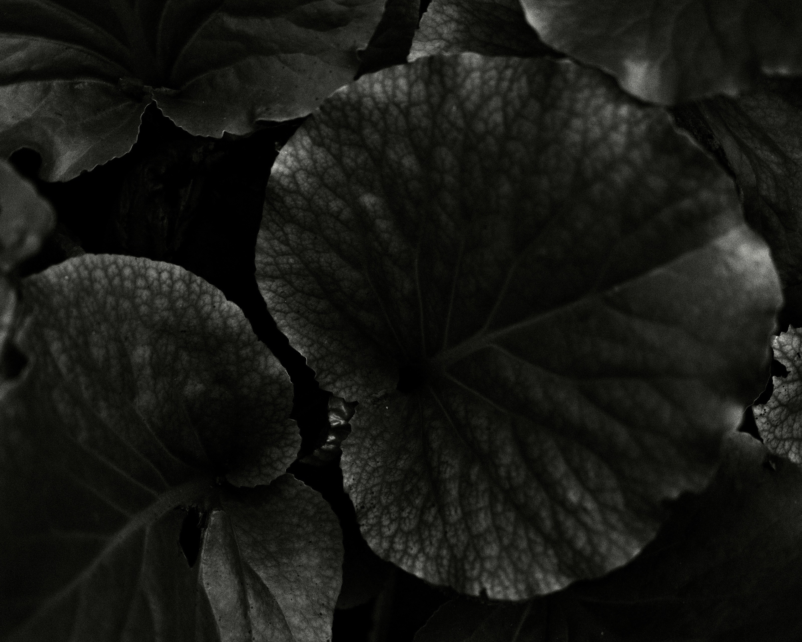 Природа. Фотограф Маргана Лоция