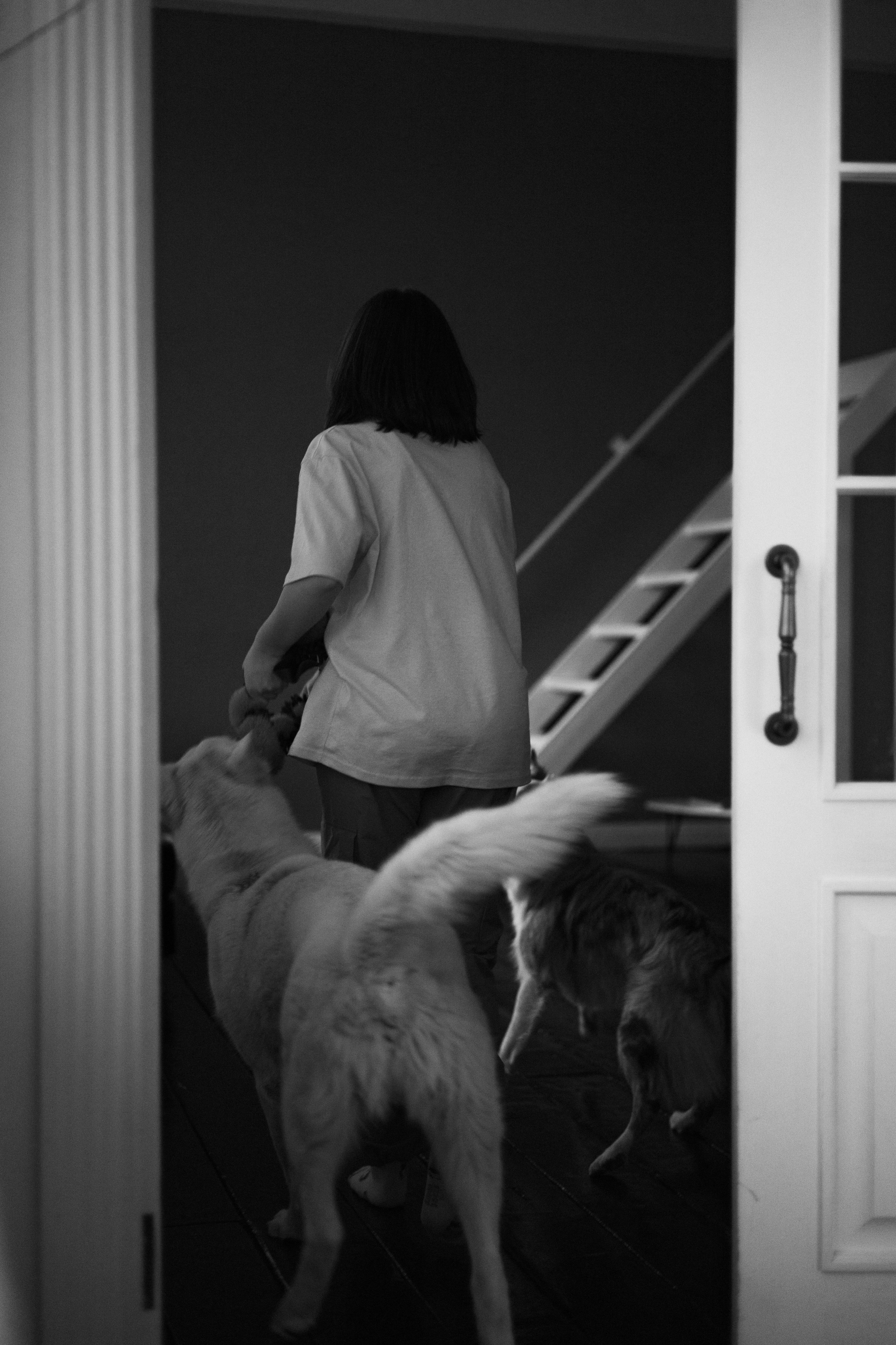 Аня, Дэймон и Грэй. Фотограф-анималист Богданова Полина