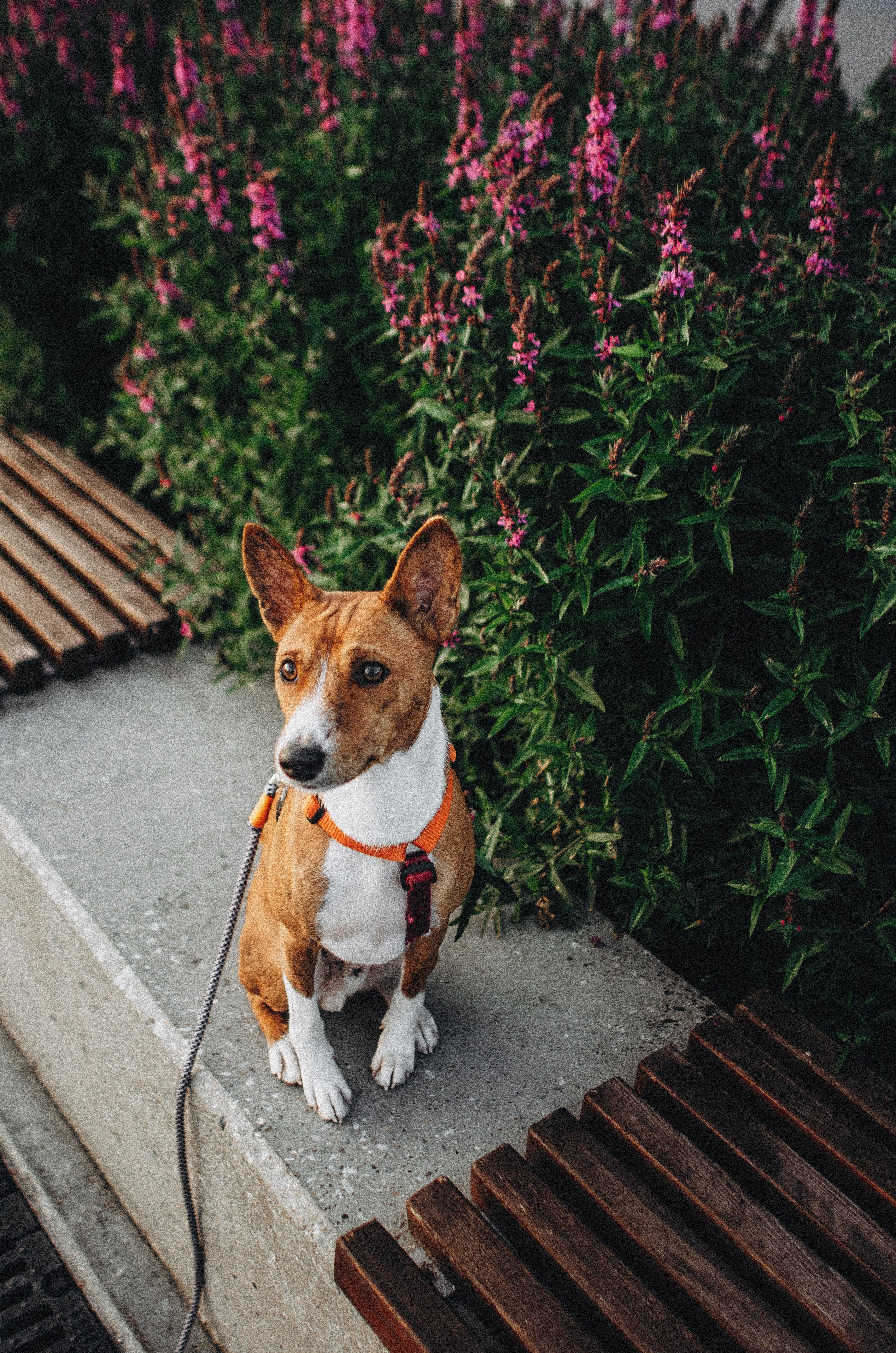 Снежана и Мэнни. Фотограф-анималист Богданова Полина