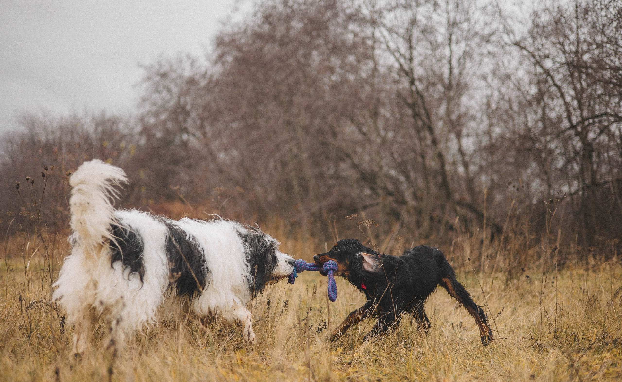 Даша, Глеб, Барс и Бруно. Фотограф-анималист Богданова Полина