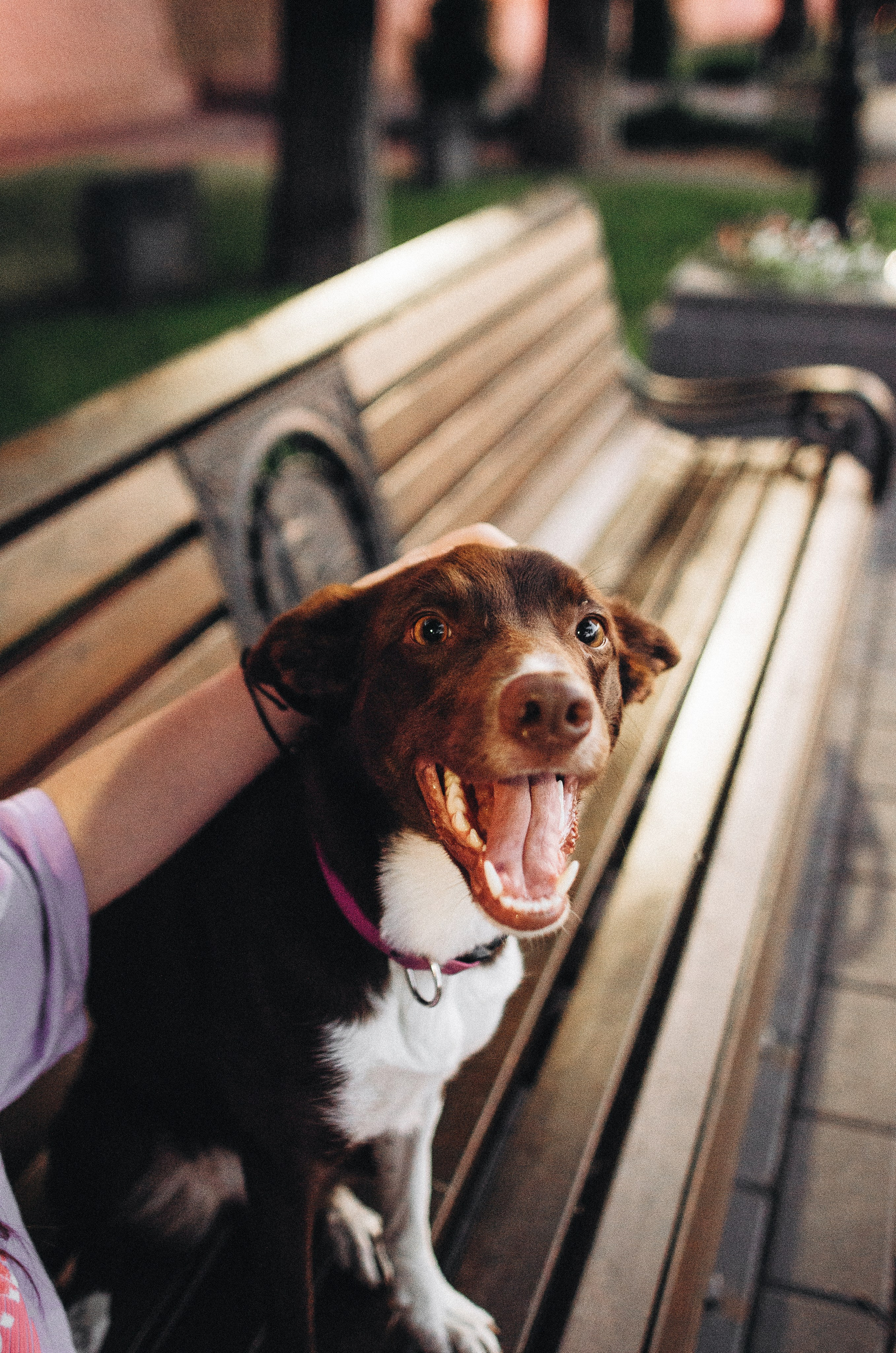 Вика и Эсса. Фотограф-анималист Богданова Полина