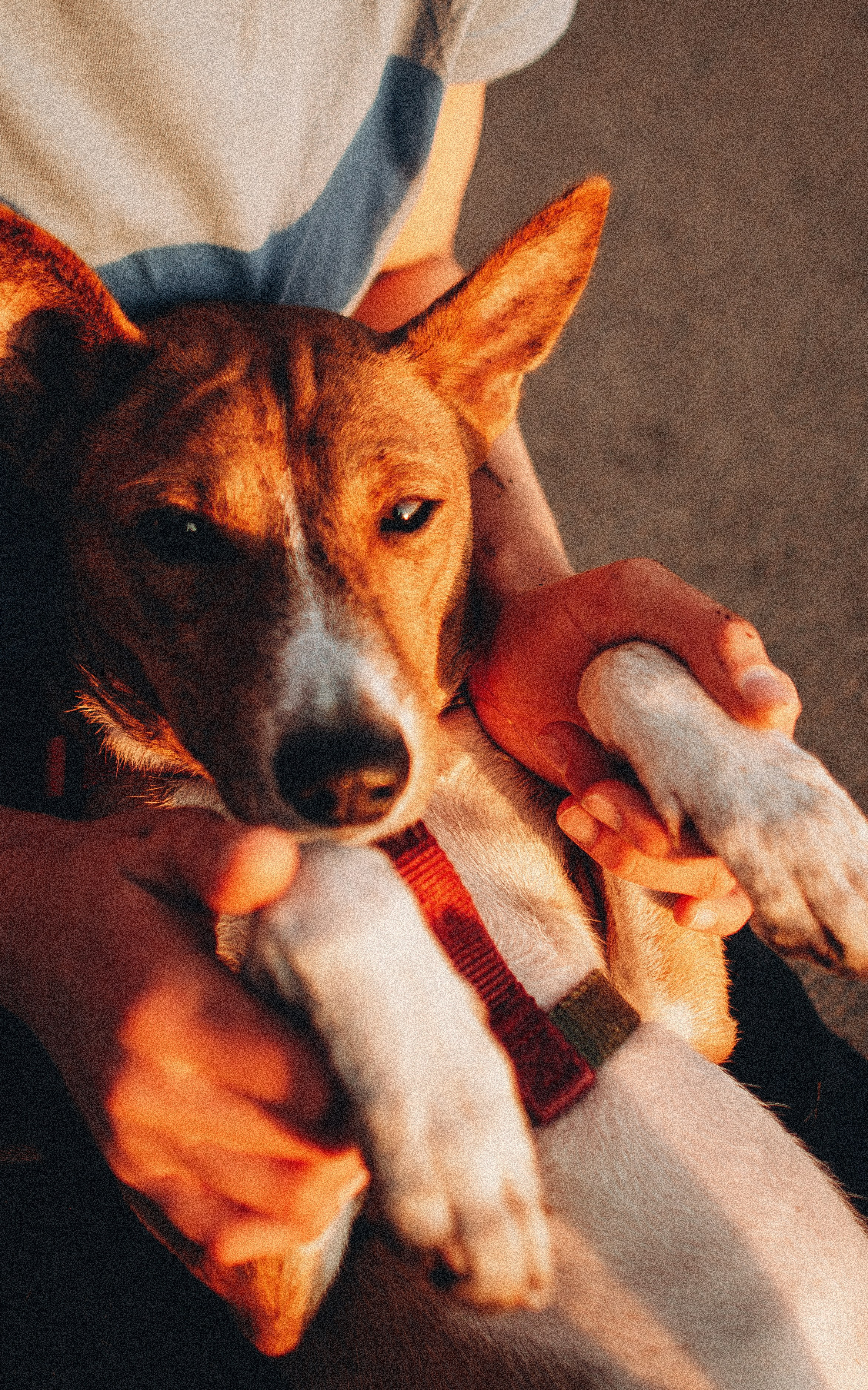 Снежана и Мэнни. Фотограф-анималист Богданова Полина