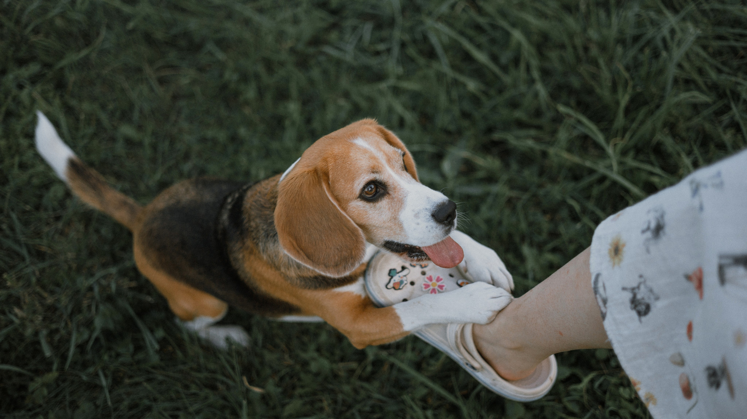 Лиза и Сара. Фотограф-анималист Богданова Полина