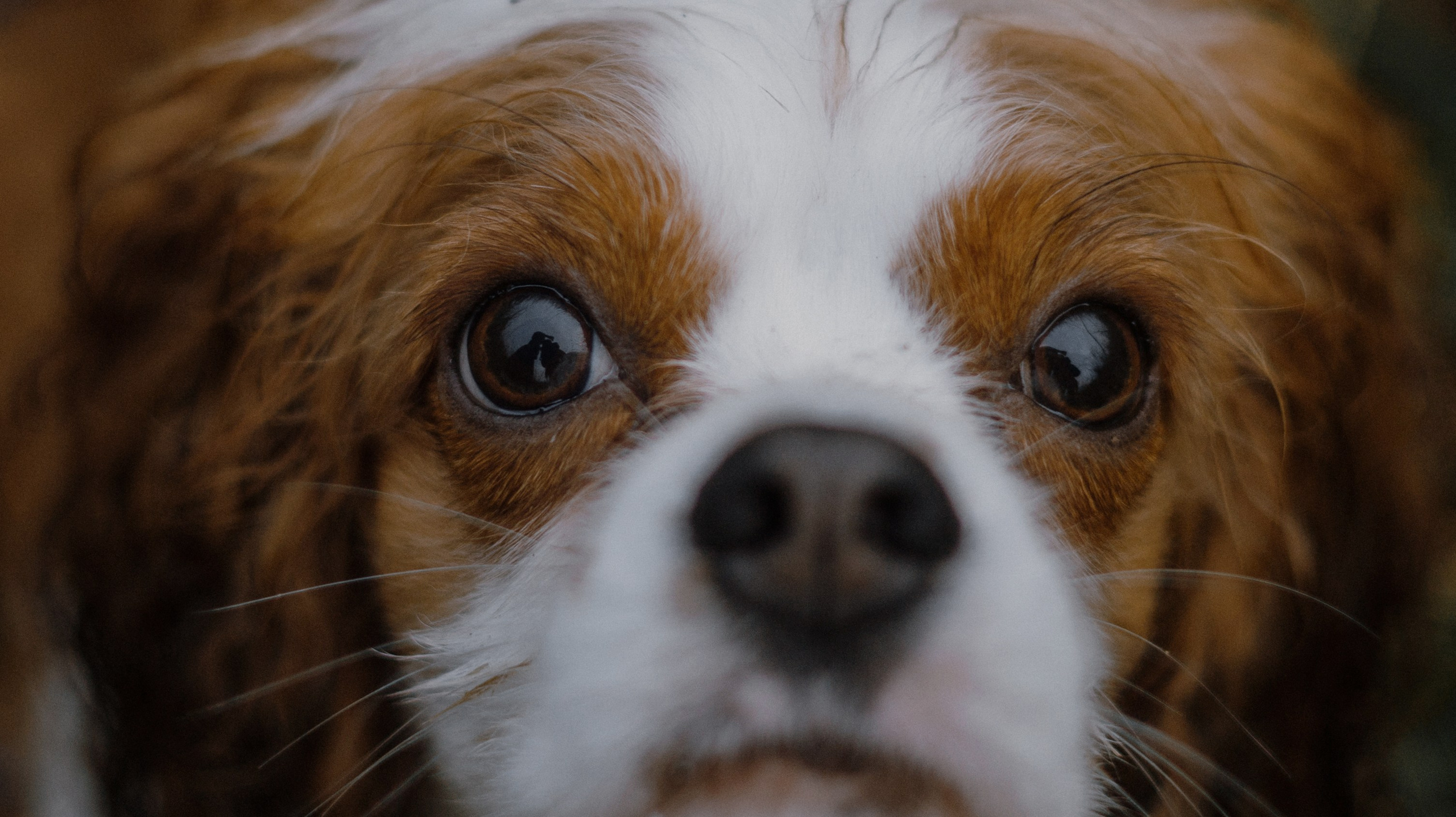 Маша и Дарси. Фотограф-анималист Богданова Полина