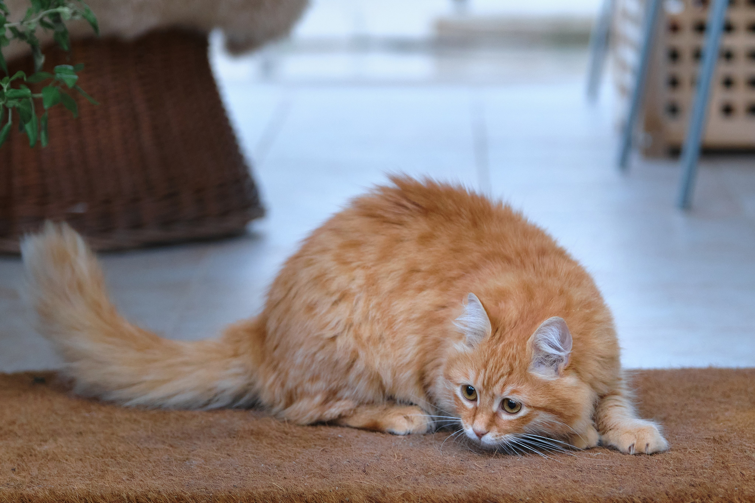 Cyprus > 2023 / kat. Aleksandr Kobtsev