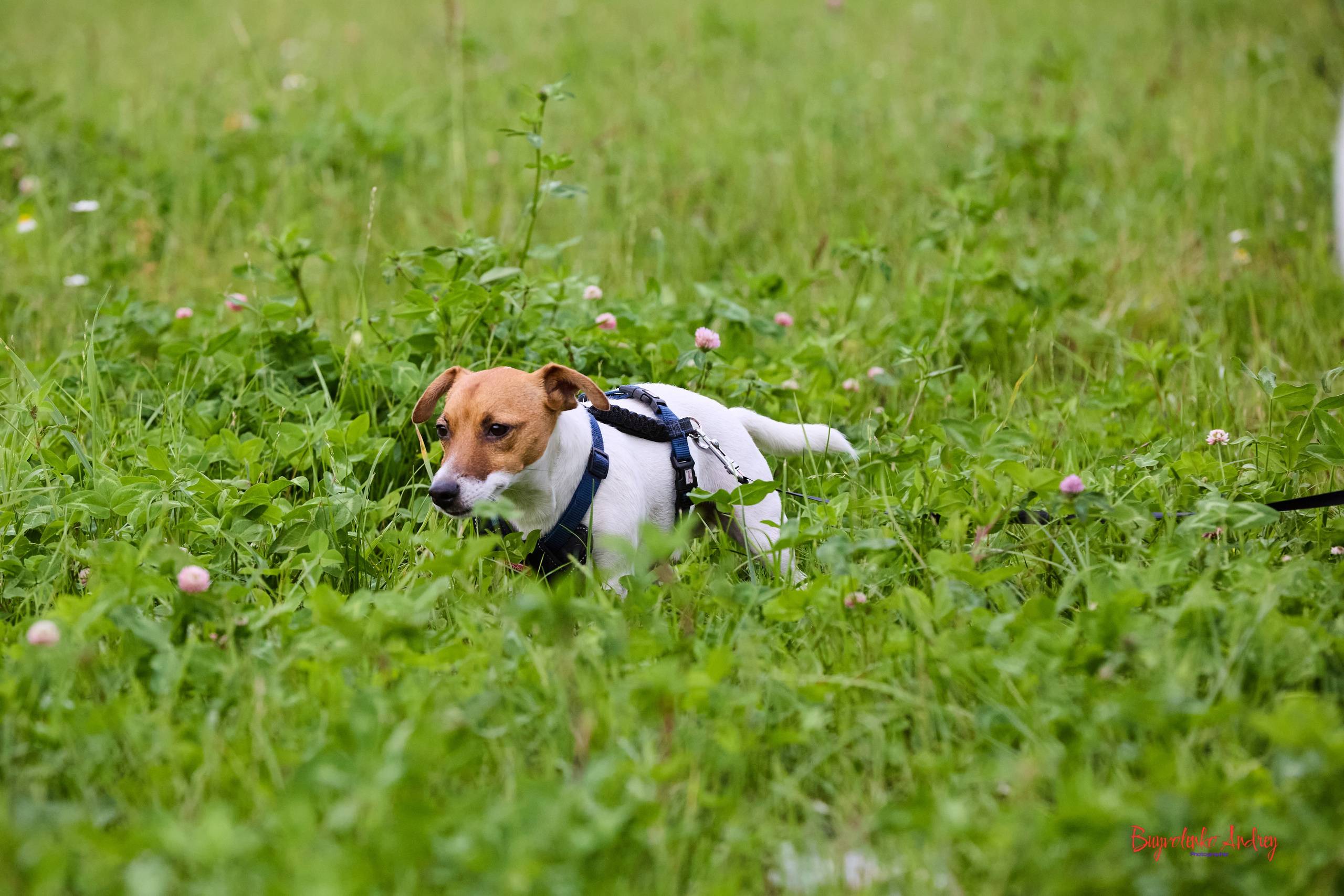 Проект фотопрогулка с хвостиком. Buyvolenko Andrey