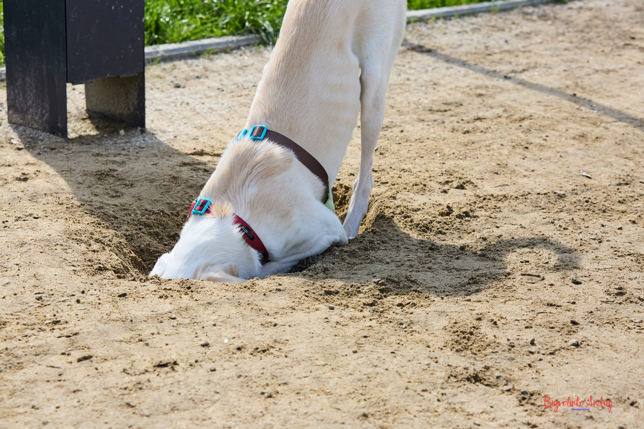 Проект фотопрогулка с хвостиком. Buyvolenko Andrey