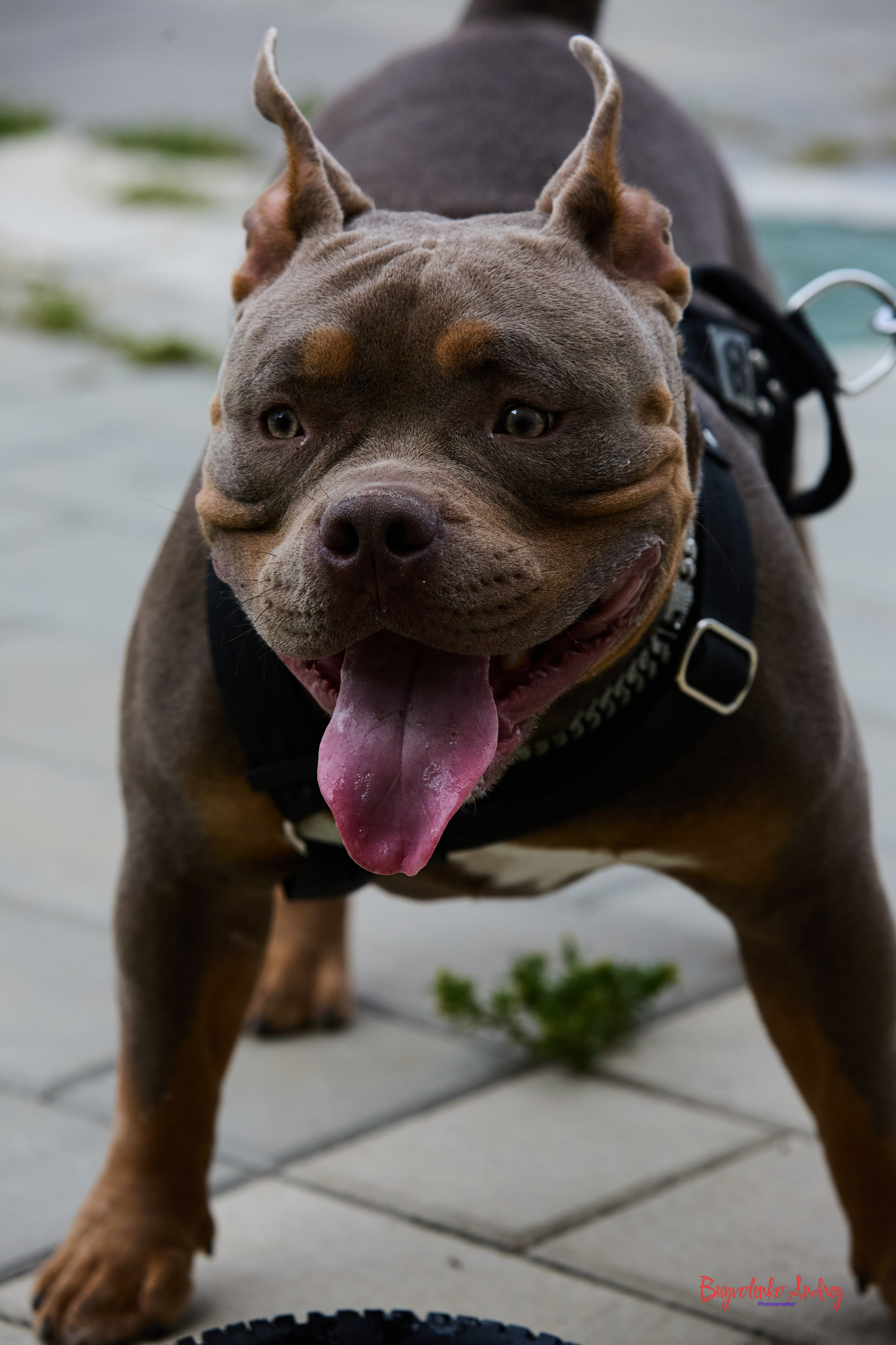 Проект фотопрогулка с хвостиком. Buyvolenko Andrey