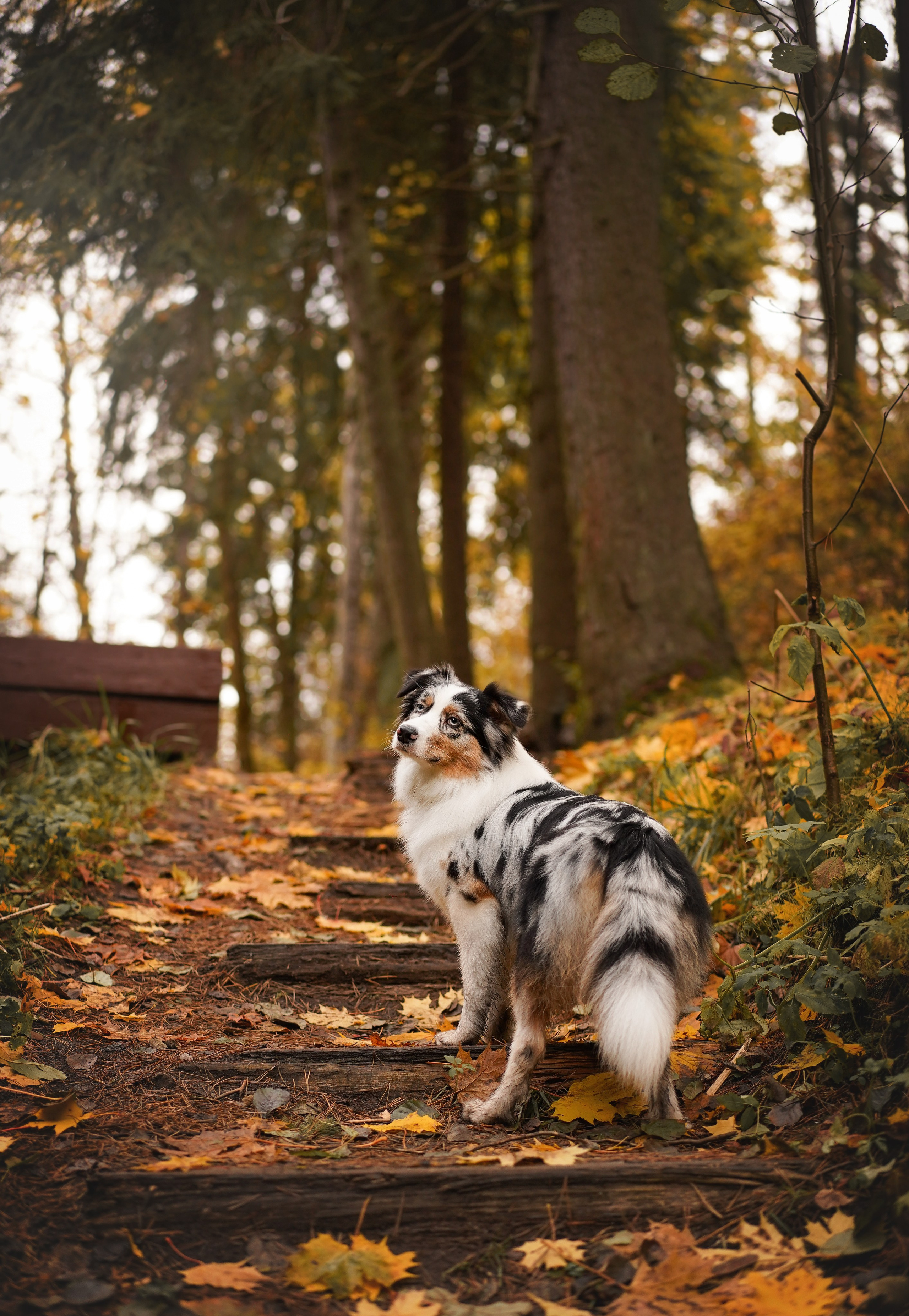 Соня Гавриил и Юкки. Фотограф-анималист в Санкт-Петербурге Яна Мартынова