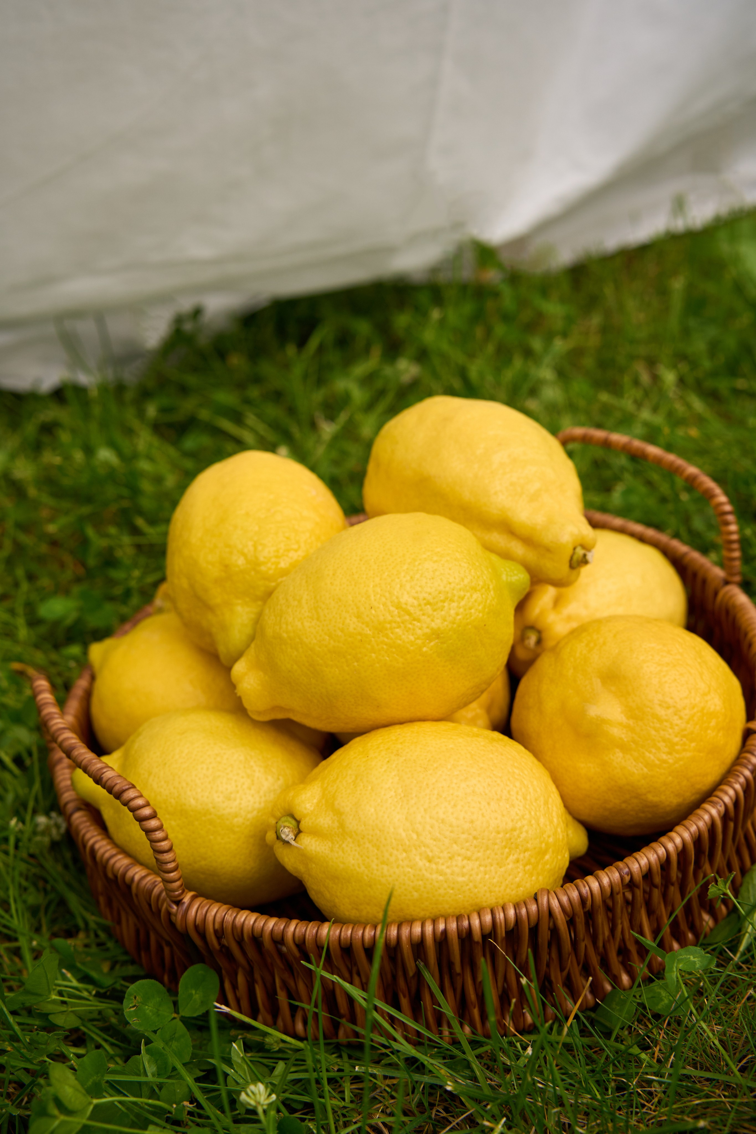 Lemons. SASHA GURSKAYA