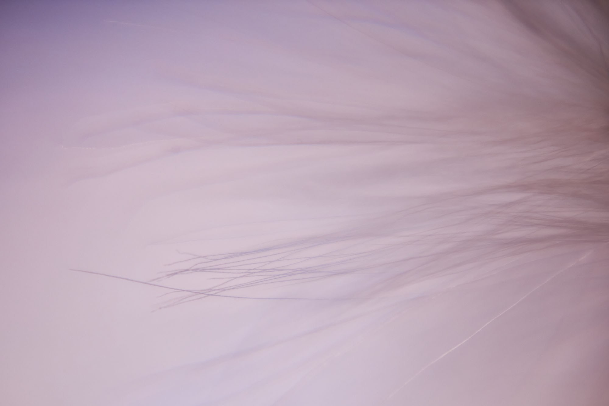 Макро-абстракция «Эфемерность» | Лимитированная серия. Sandra Marselly | Абстрактная Макро-Фотография