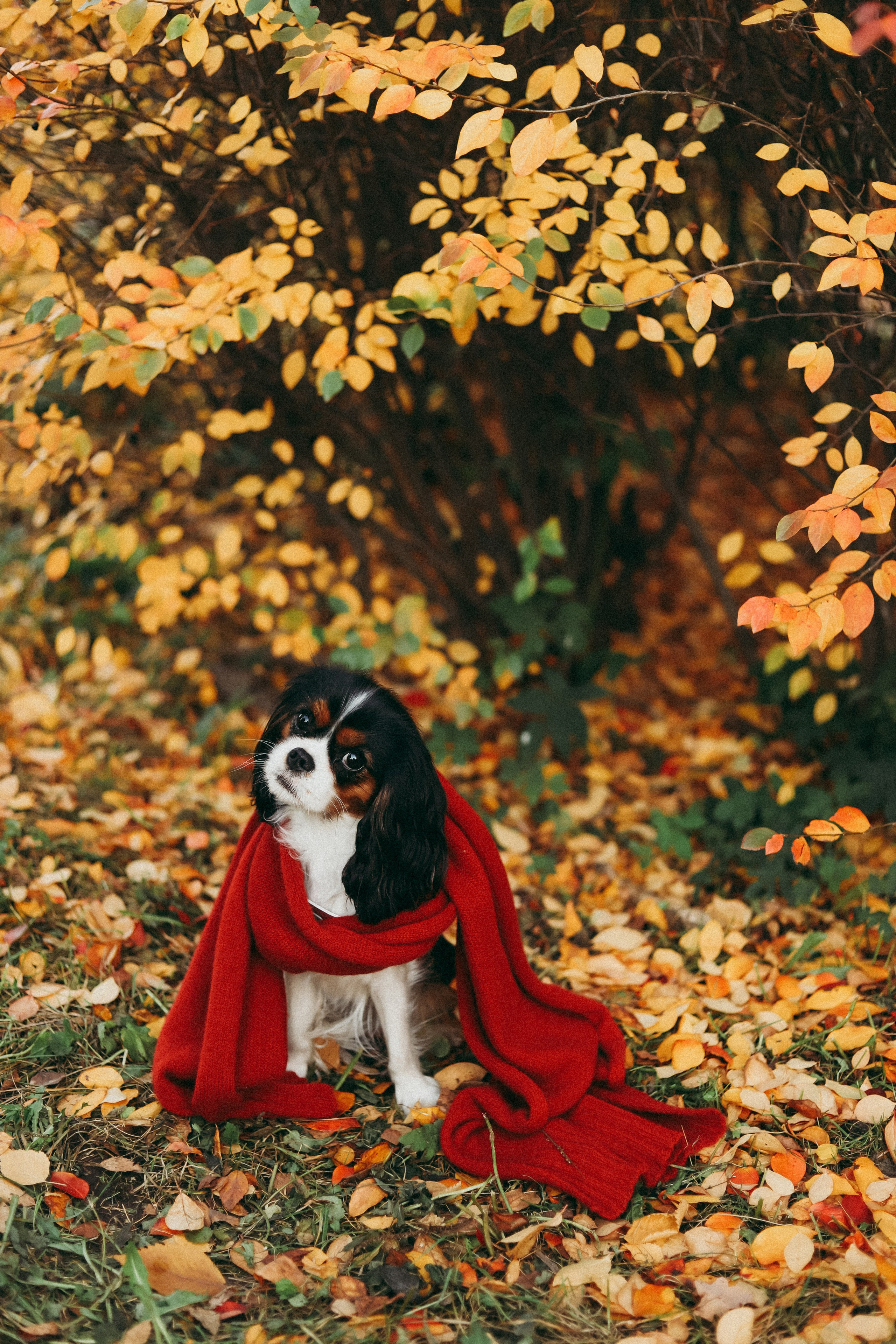 Виктория и семья. Фотограф Москва и Санкт-Петербург