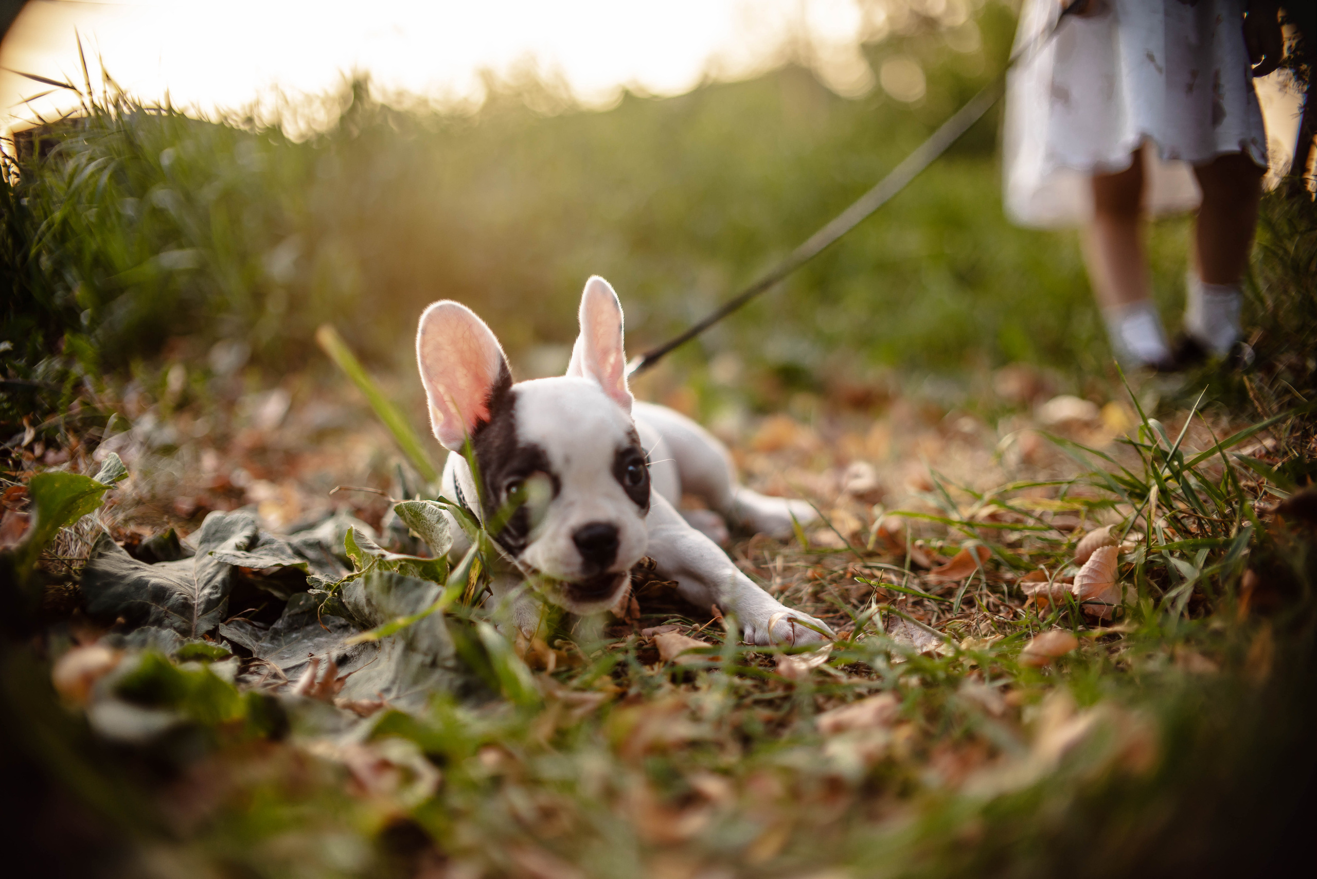 Прогулка с собачкой. Семейный и детский фотограф в Екатеринбурге и НевьянскеТимурова Алина