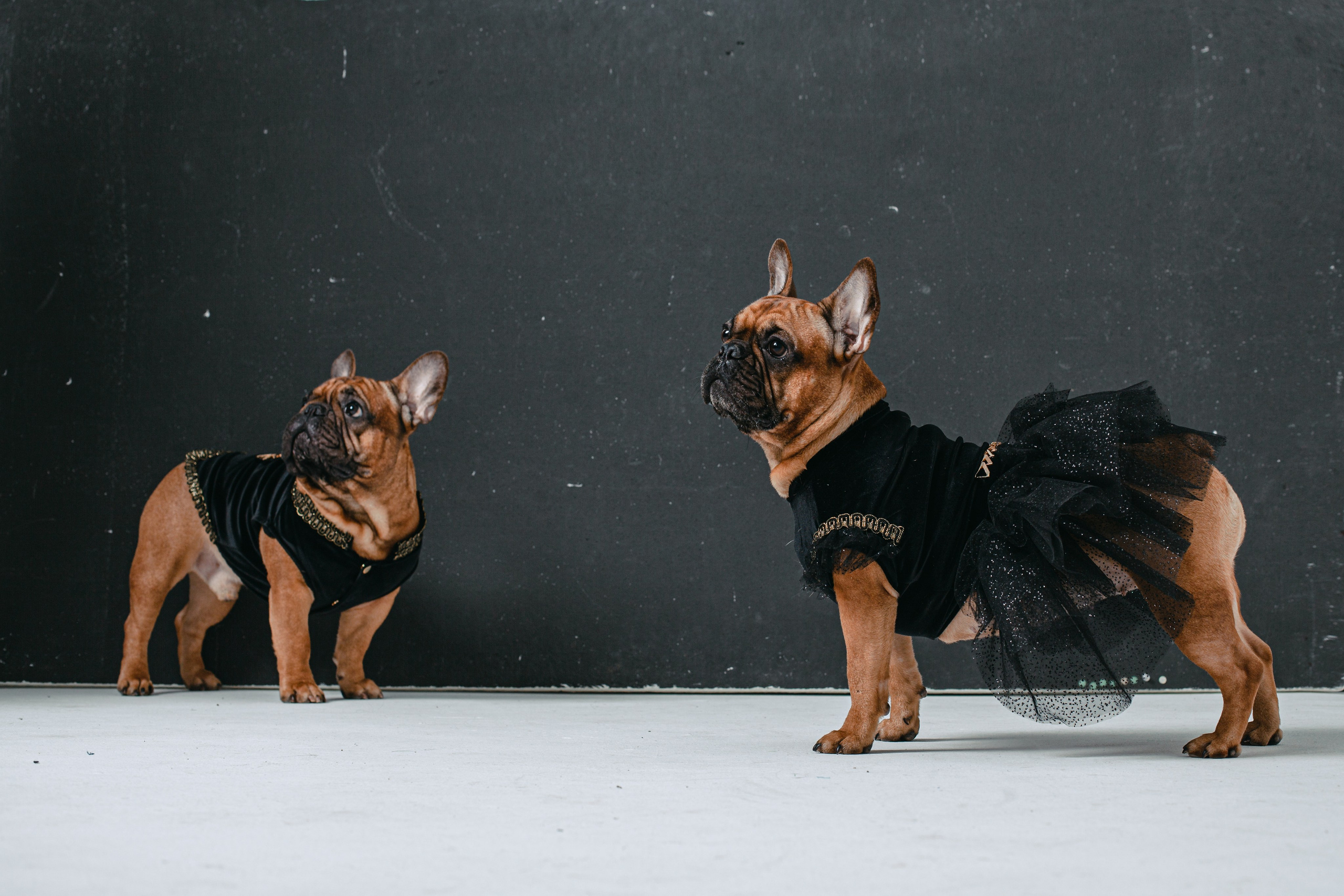 Пижамная вечеринка французских бульдогов и их хозяев. Фотограф-анималист Татьяна Степанова