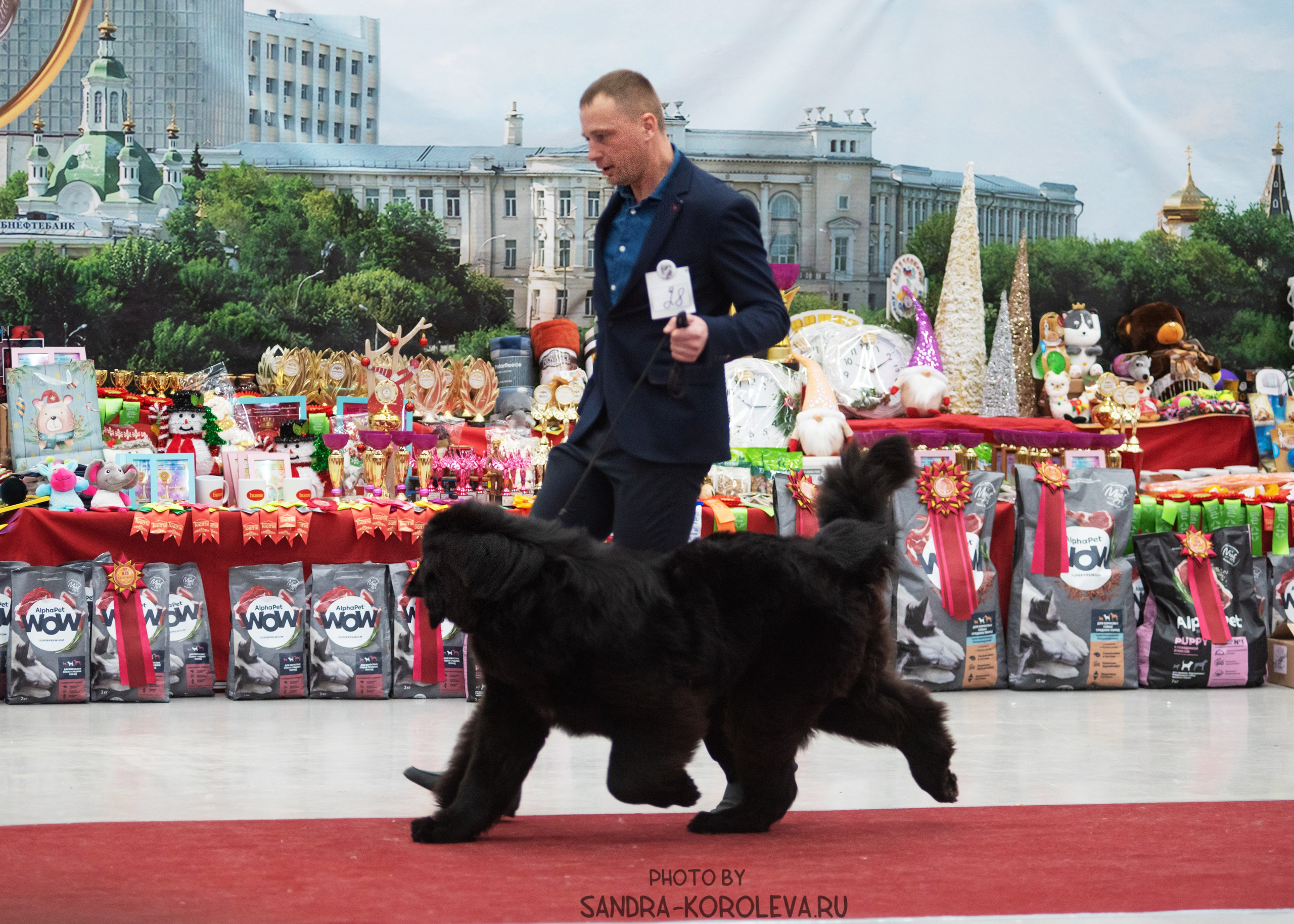 Выставка собак тюмень 10.12.2022. Дог-фотограф в Тюмени Александра Королева