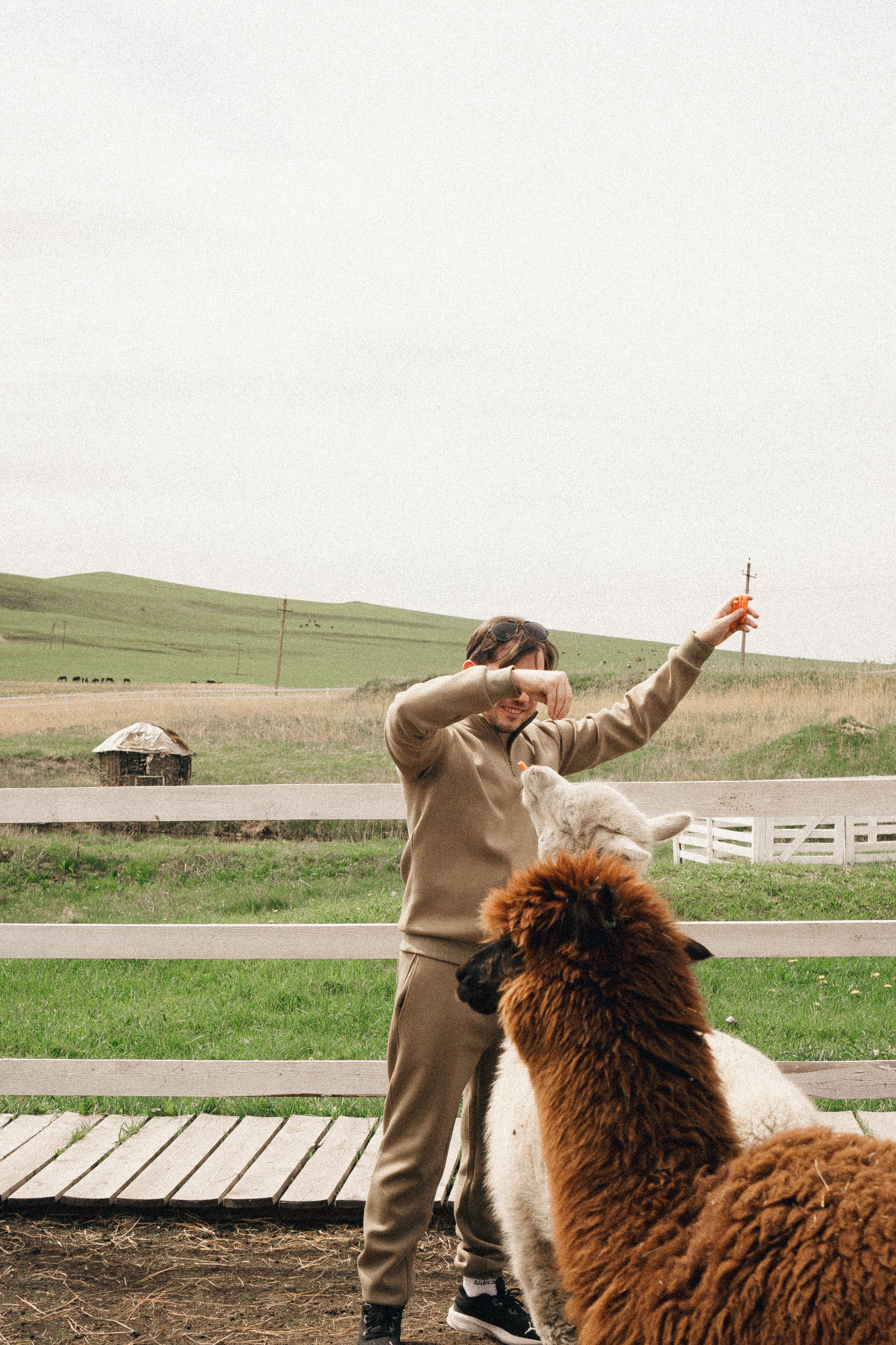 Ферма Альпак. Профессиональный фотограф, Санкт-Петербург — Виктория Богомолова