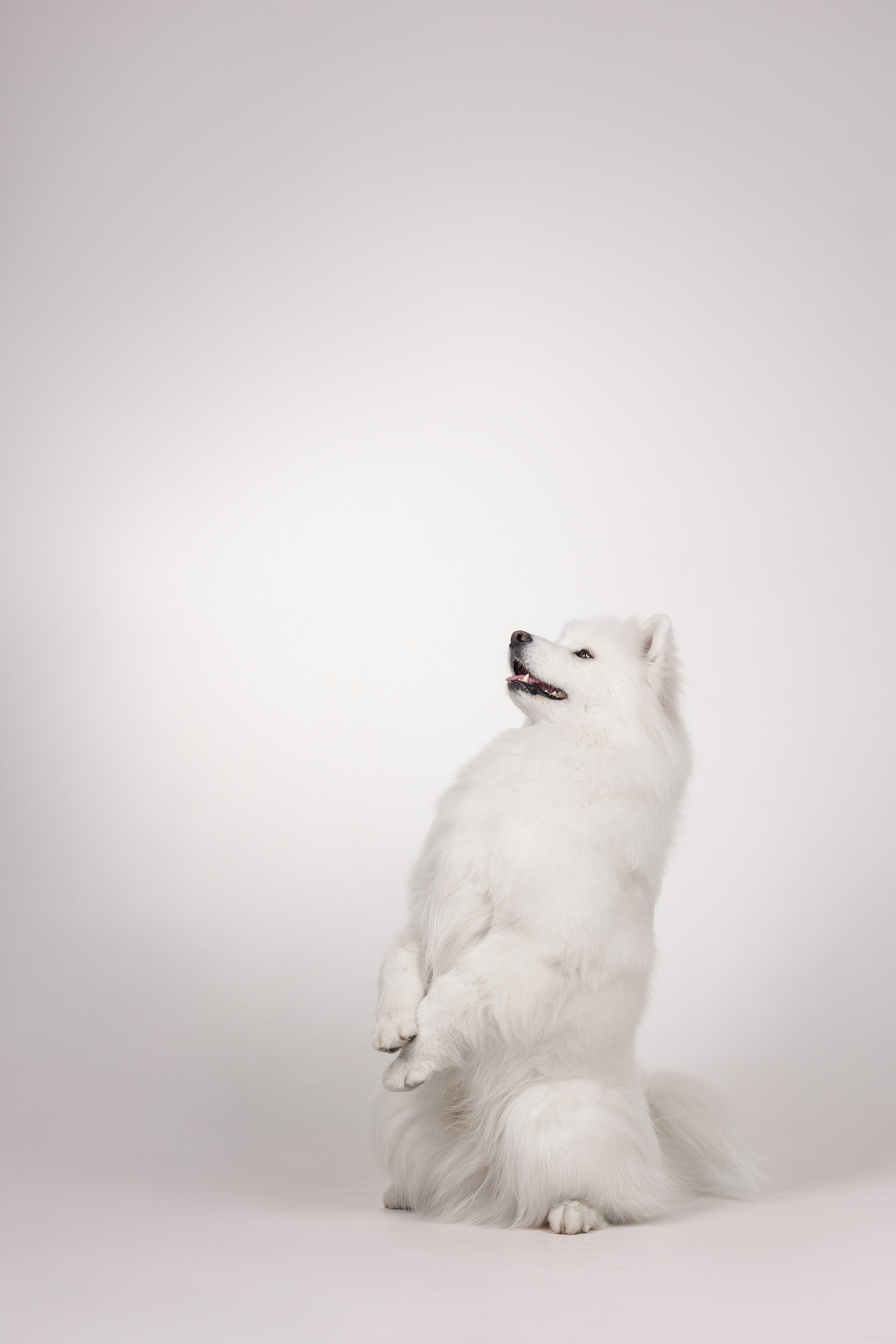 Самоеды в студии. Фотограф анималист в Москве Майорова Евгения