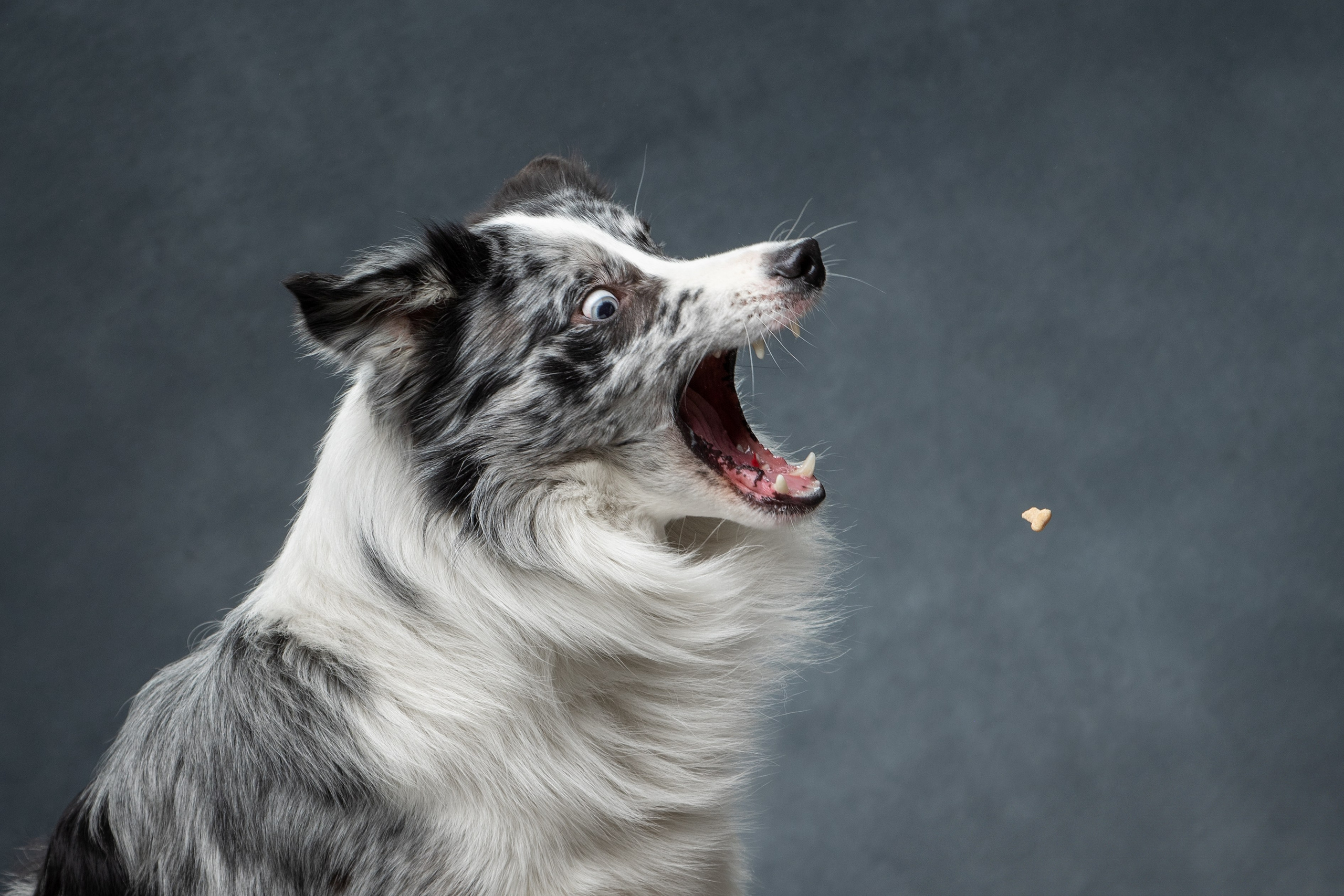 Собаки. Фотограф-анималист Юлия Зубкова