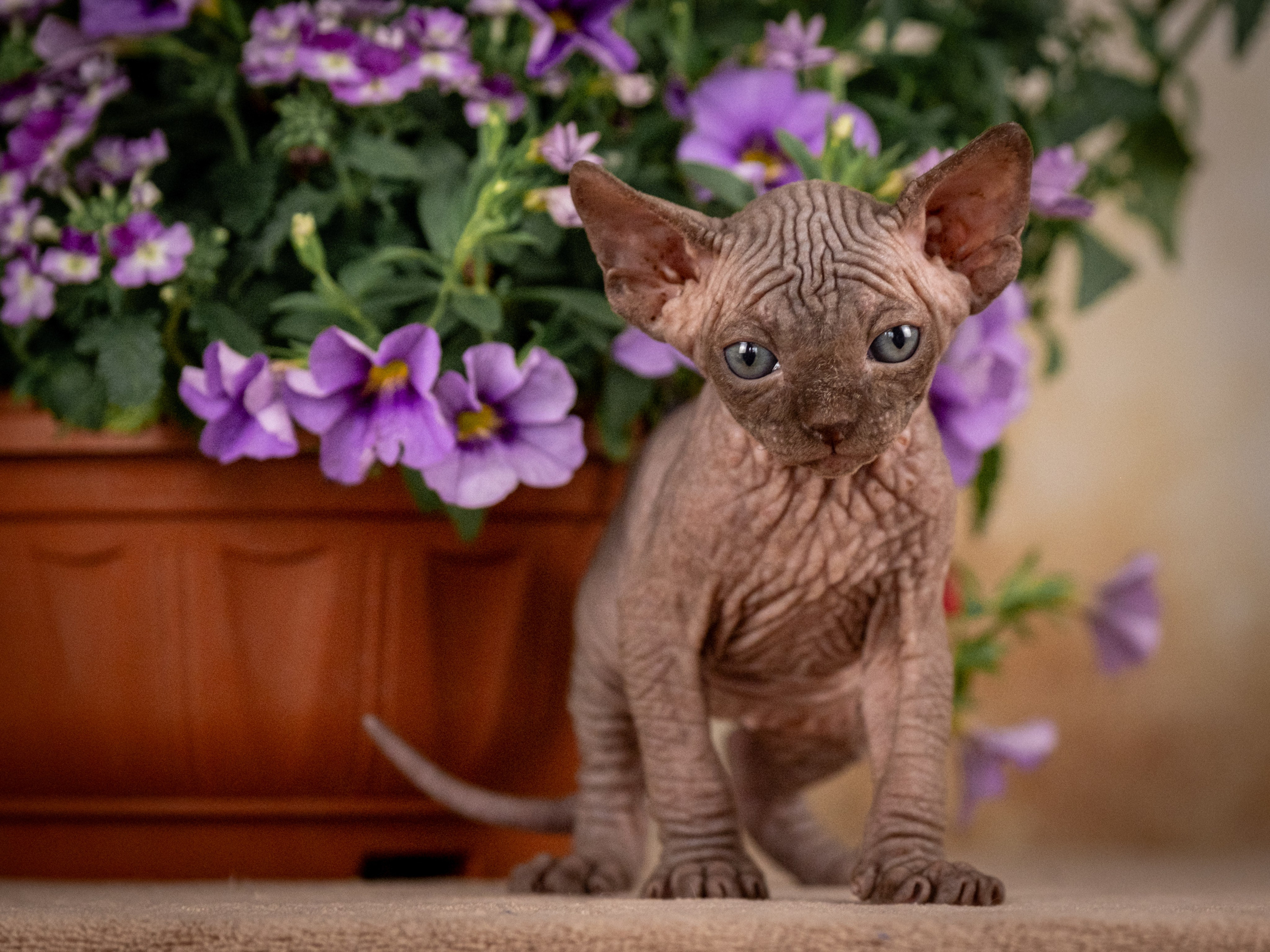 Сфинксы и эльфы для Никиты!. Зоофотограф, фотограф животных в Москве и области Дина Дамоцева