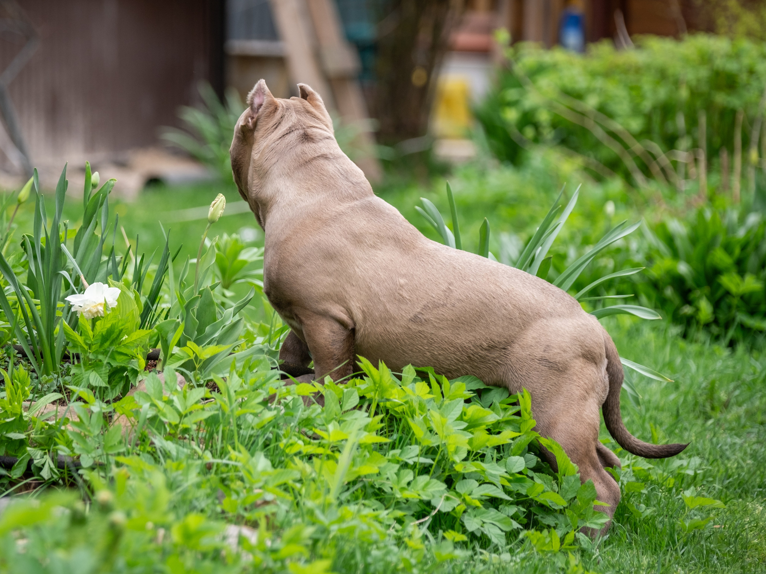 Американские булки для Ирины). Зоофотограф, фотограф животных в Москве и области Дина Дамоцева
