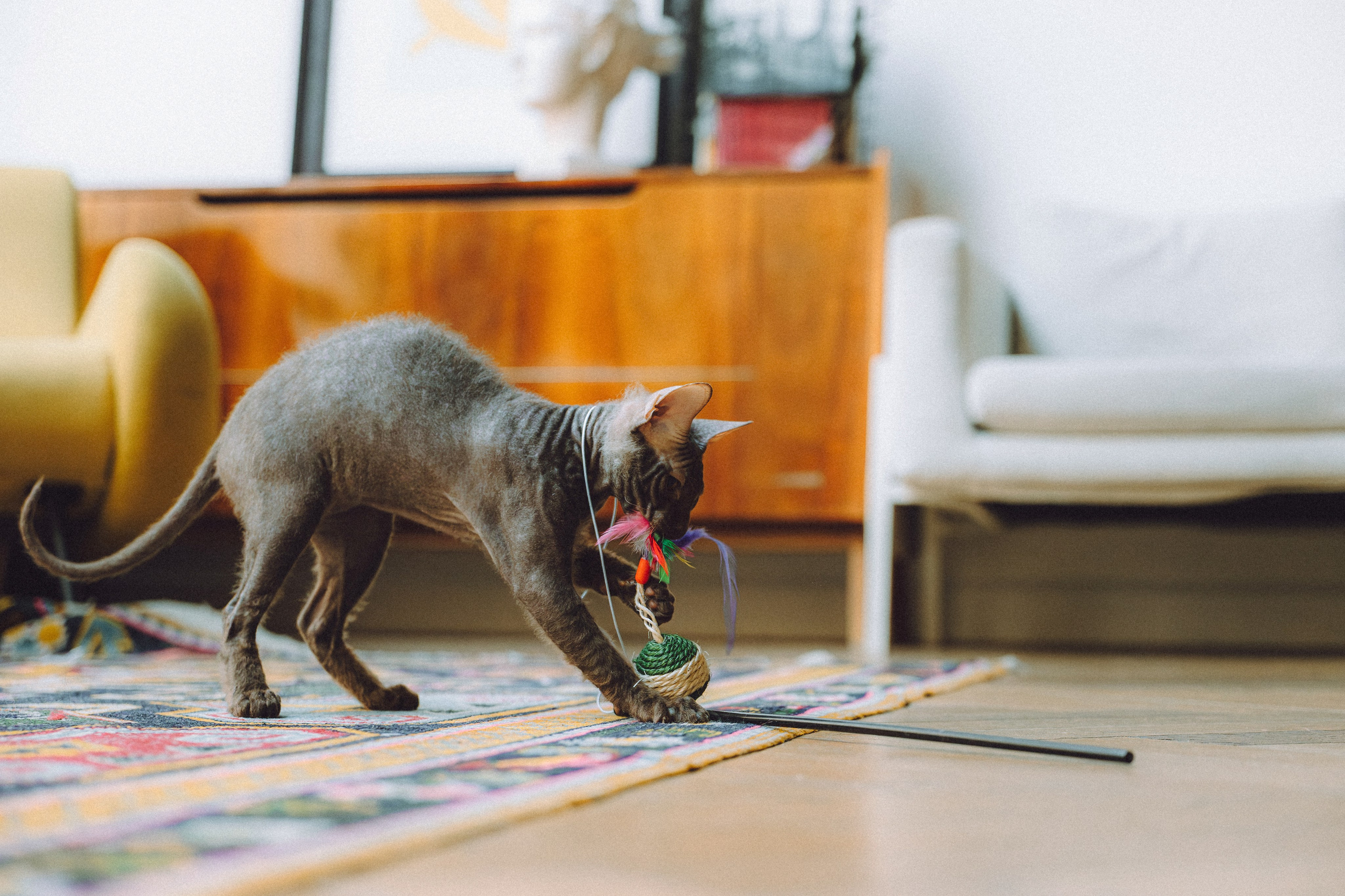 Кокос, Света, Динара и Вилли