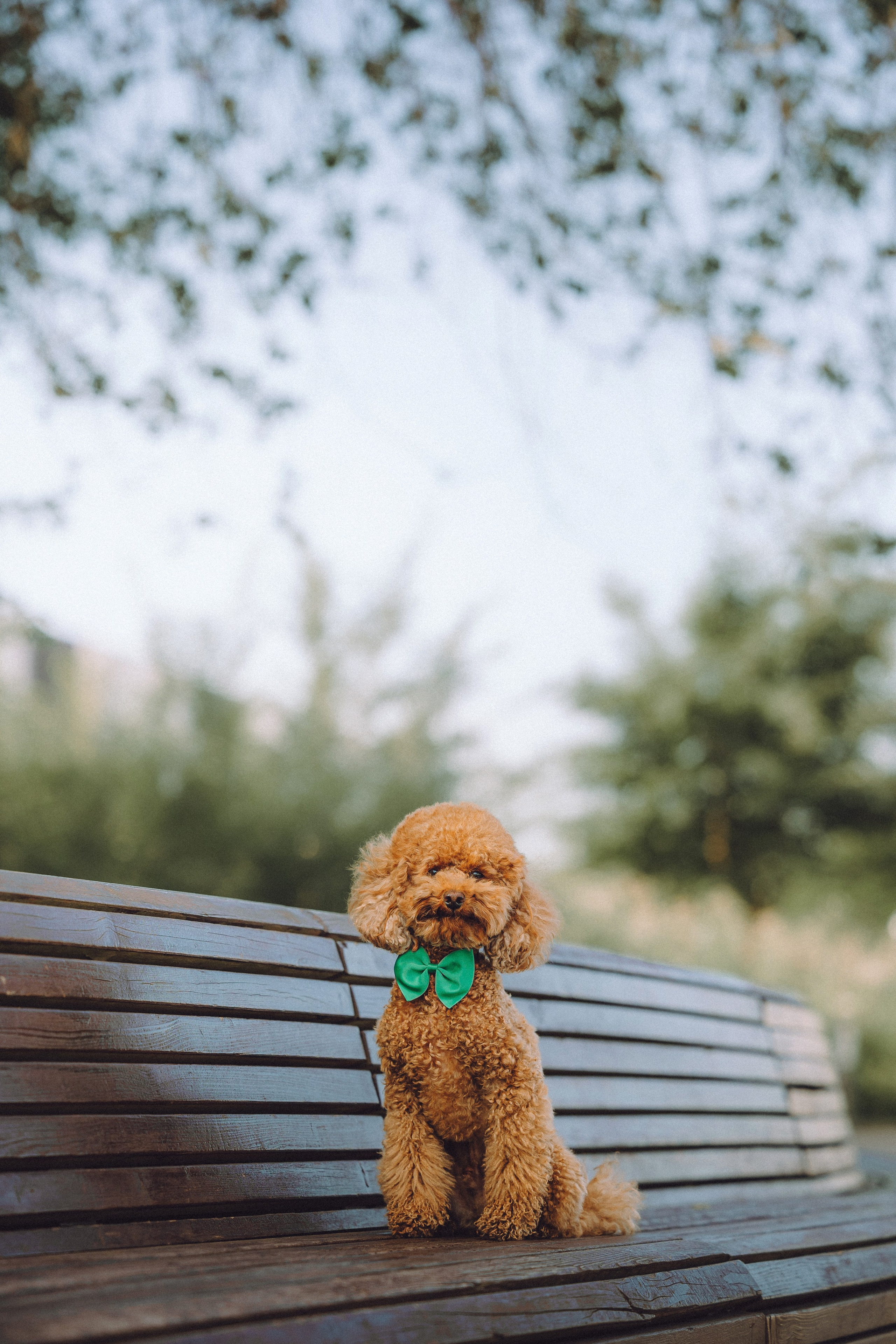 Марья и Буба