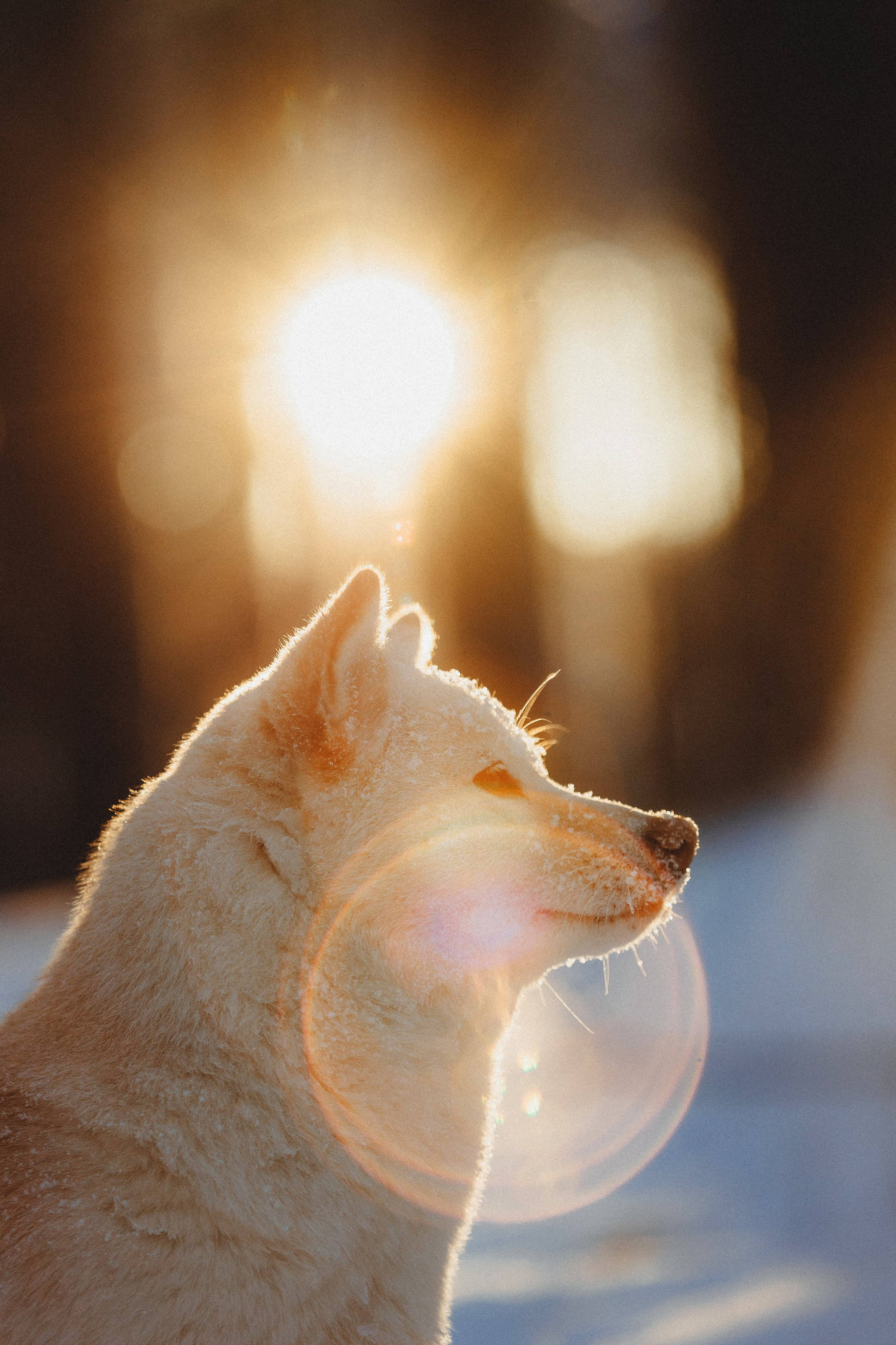 Шед, Цири и Ира