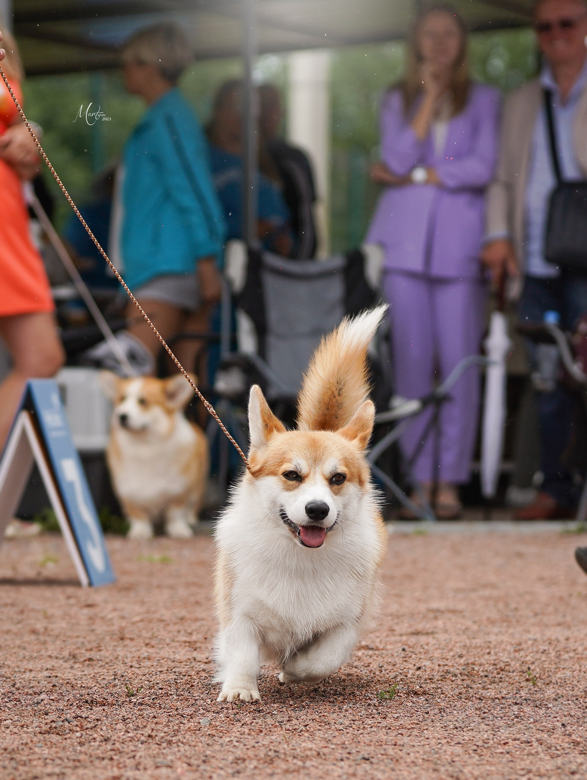 Выставки 2023. Фотограф-анималист в Санкт-Петербурге Яна Мартынова