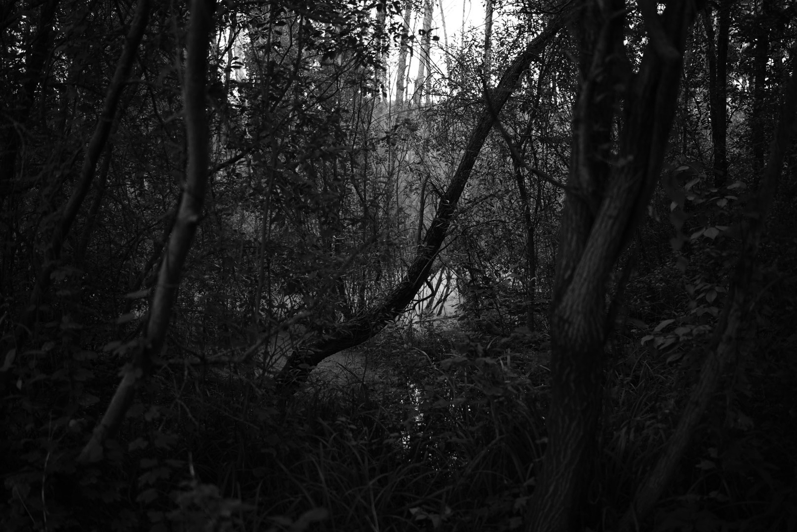 Пылина Ирина — современная фотография