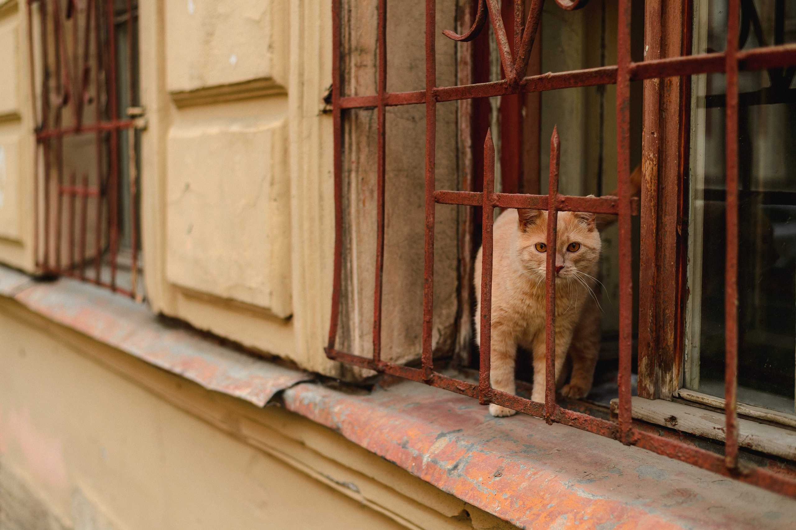 2025.06. Фотограф Алексей Алексеев