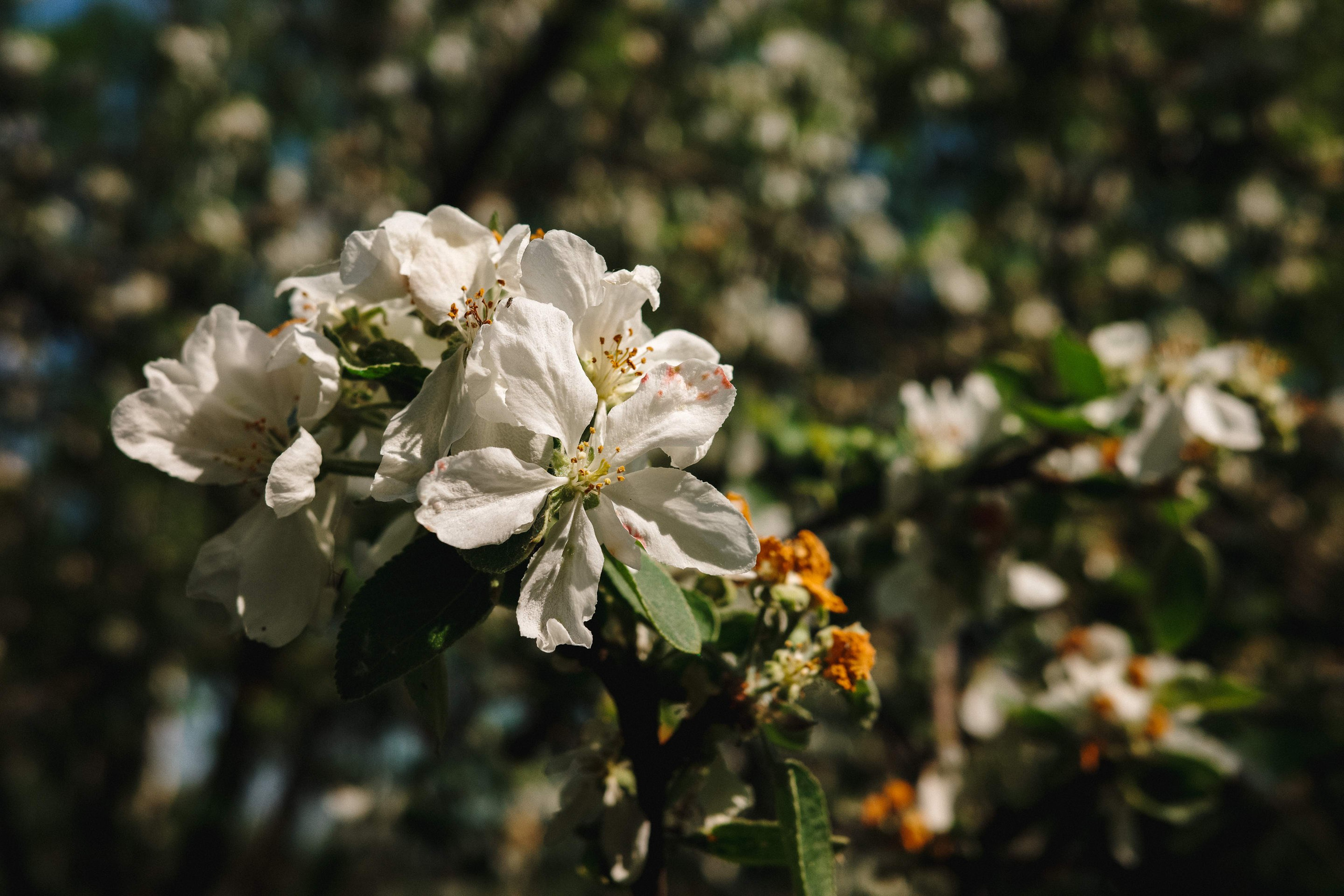 2024.05. Фотограф Алексей Алексеев