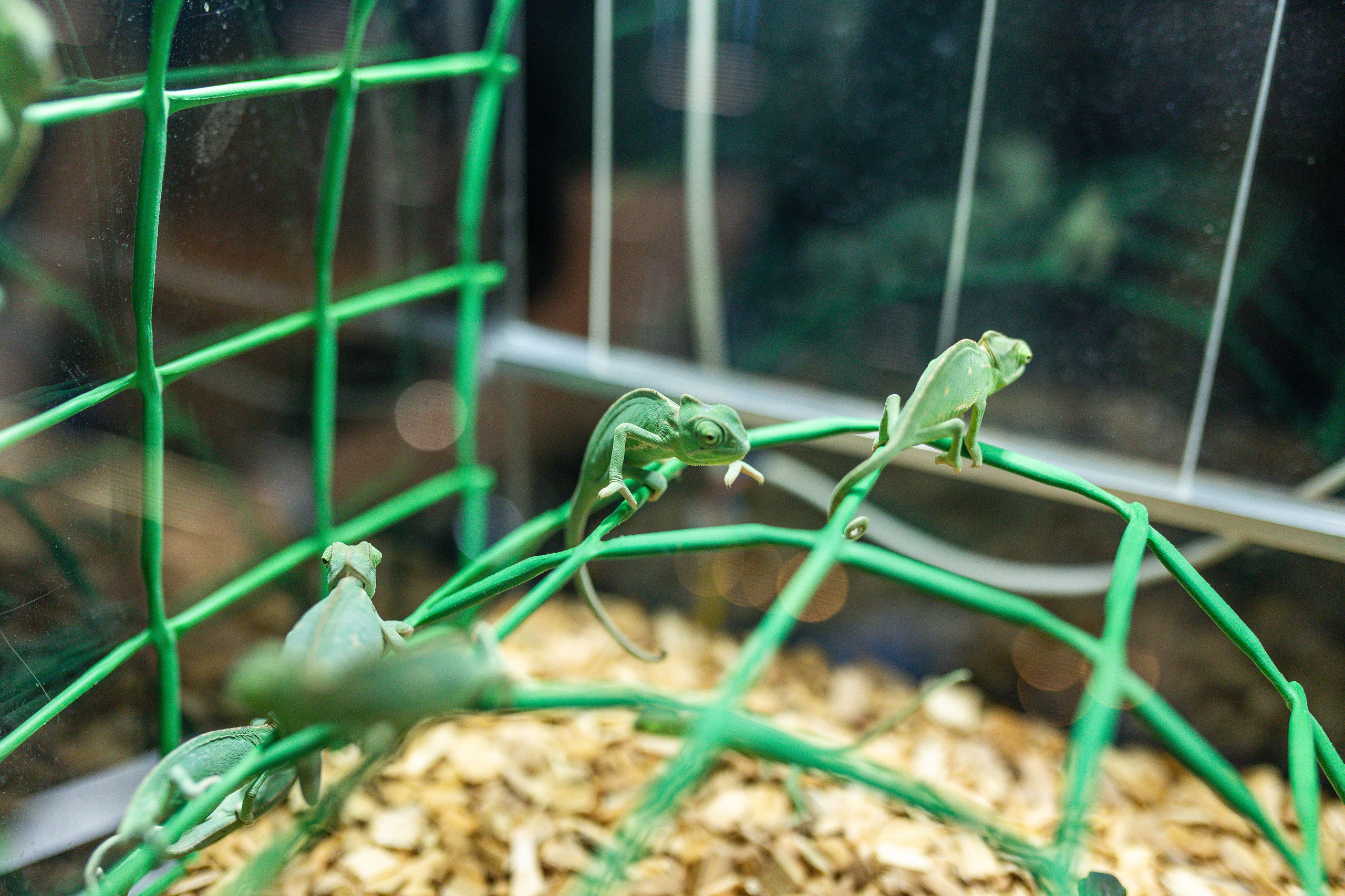 Рептилиум июнь 2025. Александра Куликова фотограф, Москва