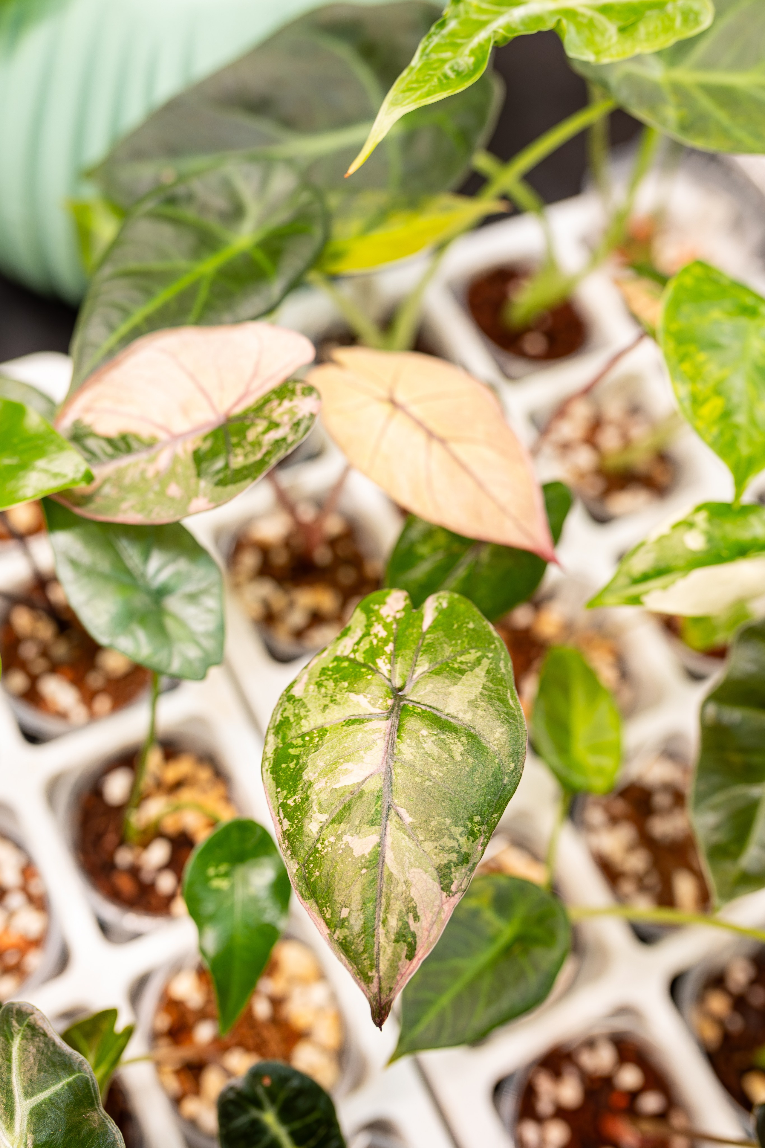 Монстериум апрель 2026. Александра Куликова фотограф, Москва