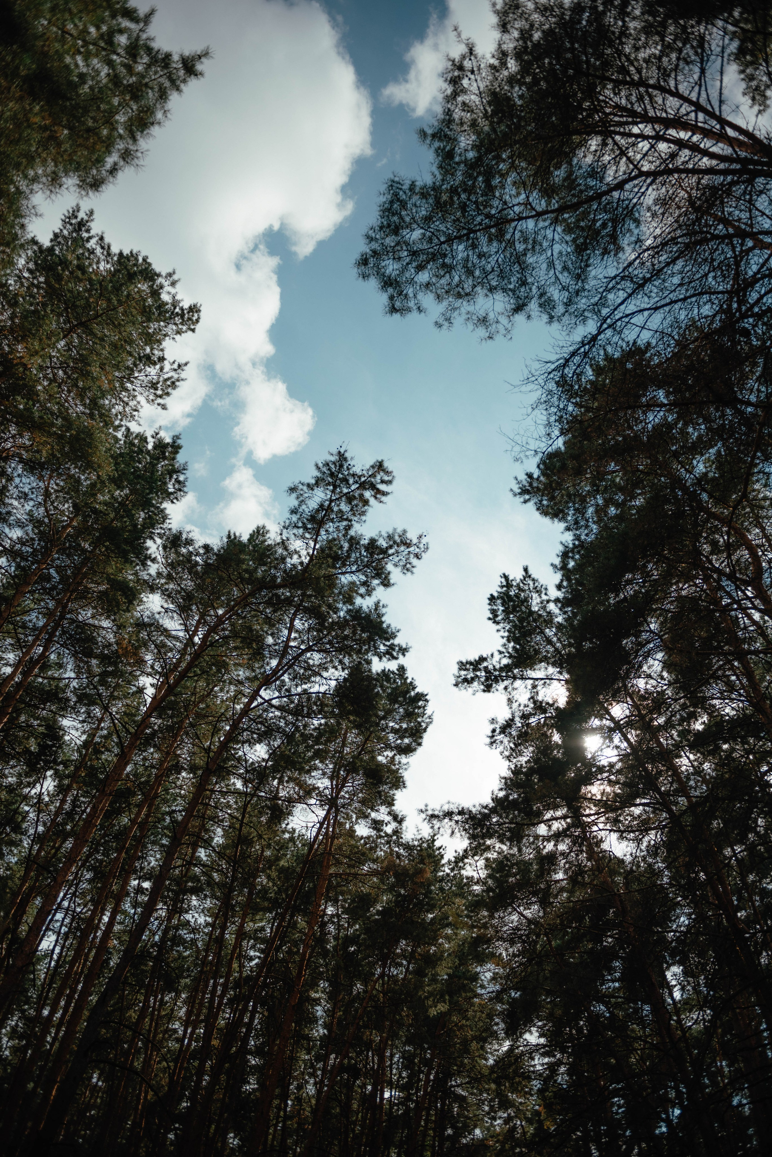 Саша и Кристина. Свадебный фотограф Марина Жемчужникова в Москве и в Белгороде