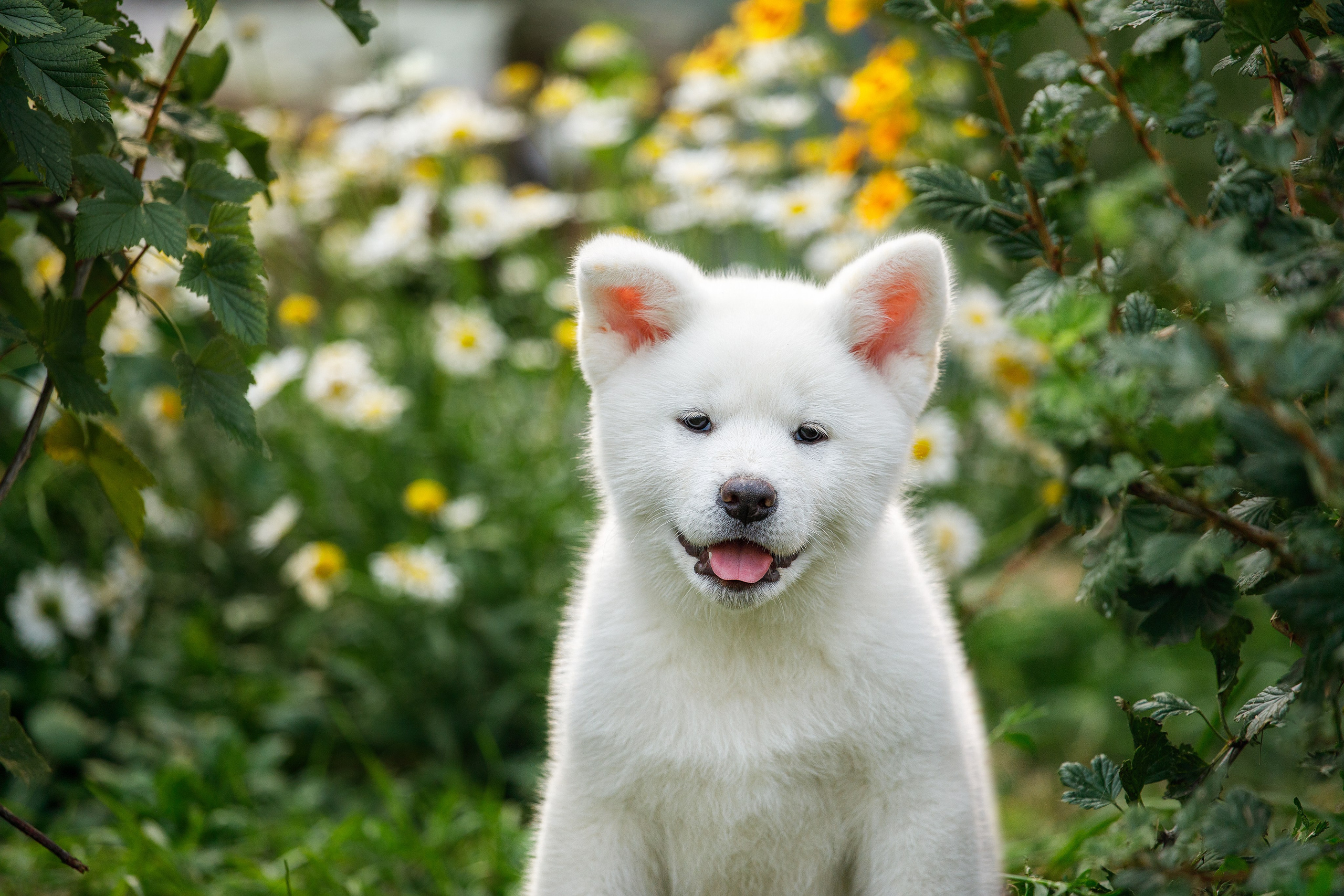 Фотосессия щенков. Фотограф для Вашей собаки