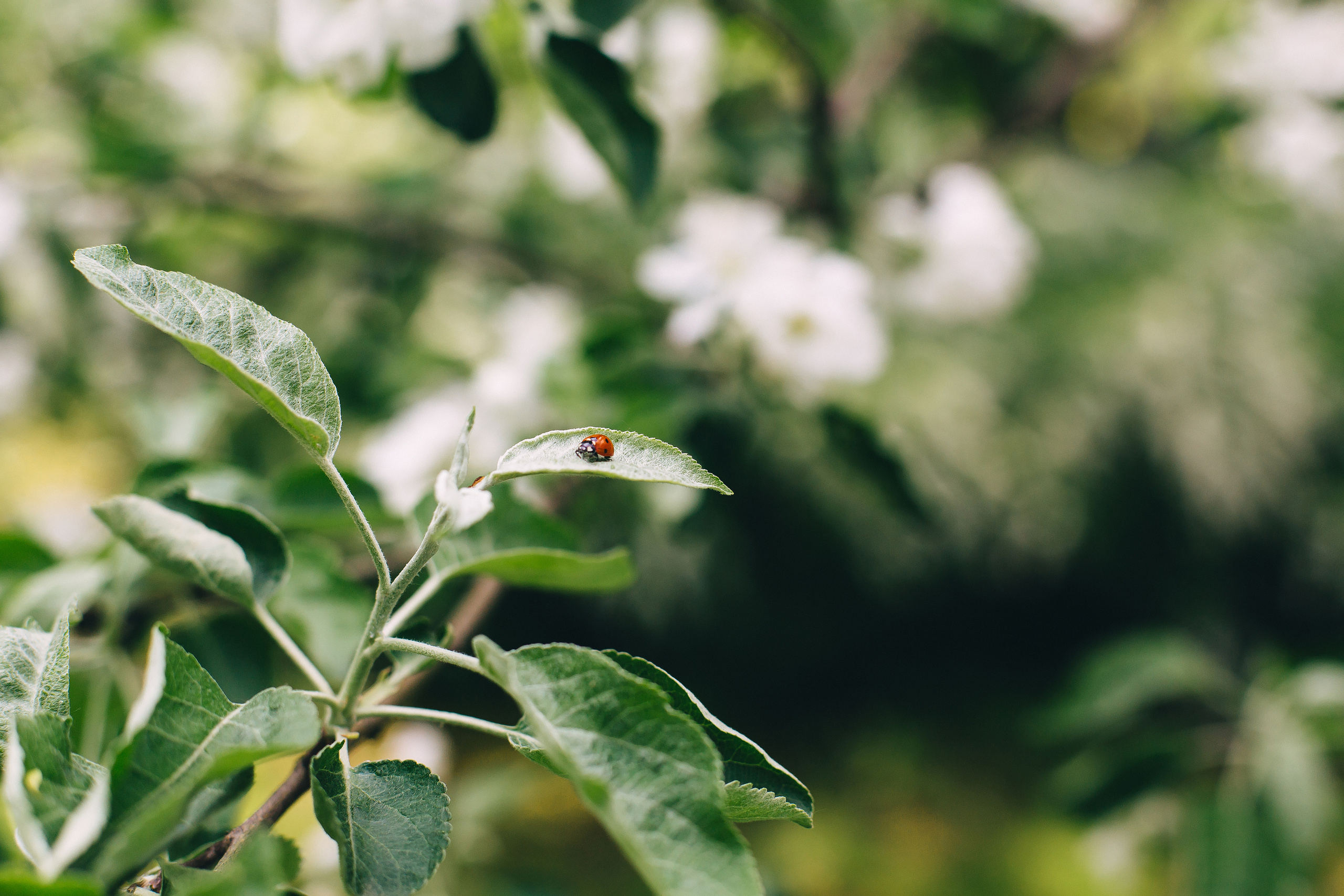 Один раз в год сады цветут. Душевный фотограф Ваших самых ярких событий Марина Погребняк