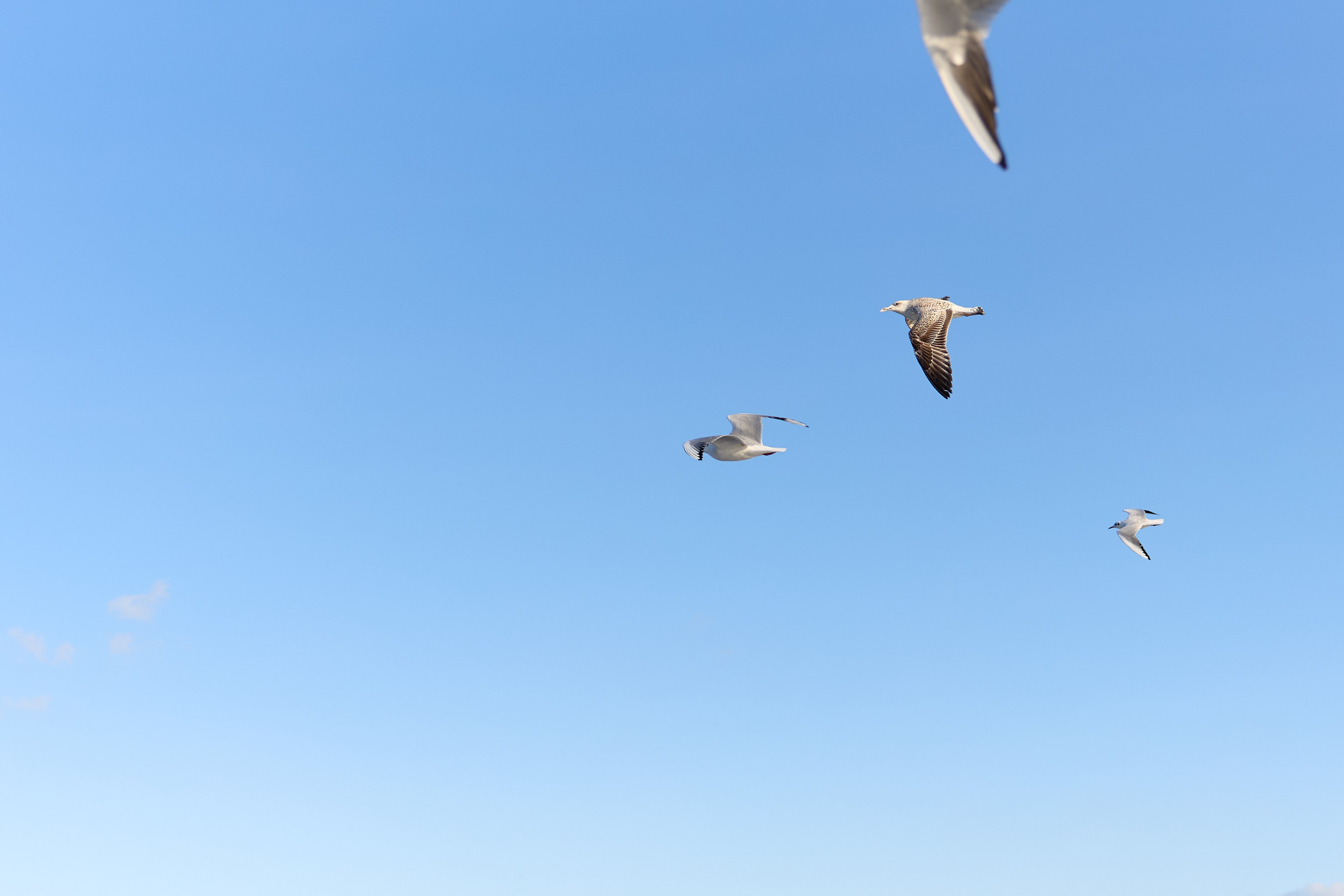 Стамбул 24. Фотограф Москва, Дима Пеллер