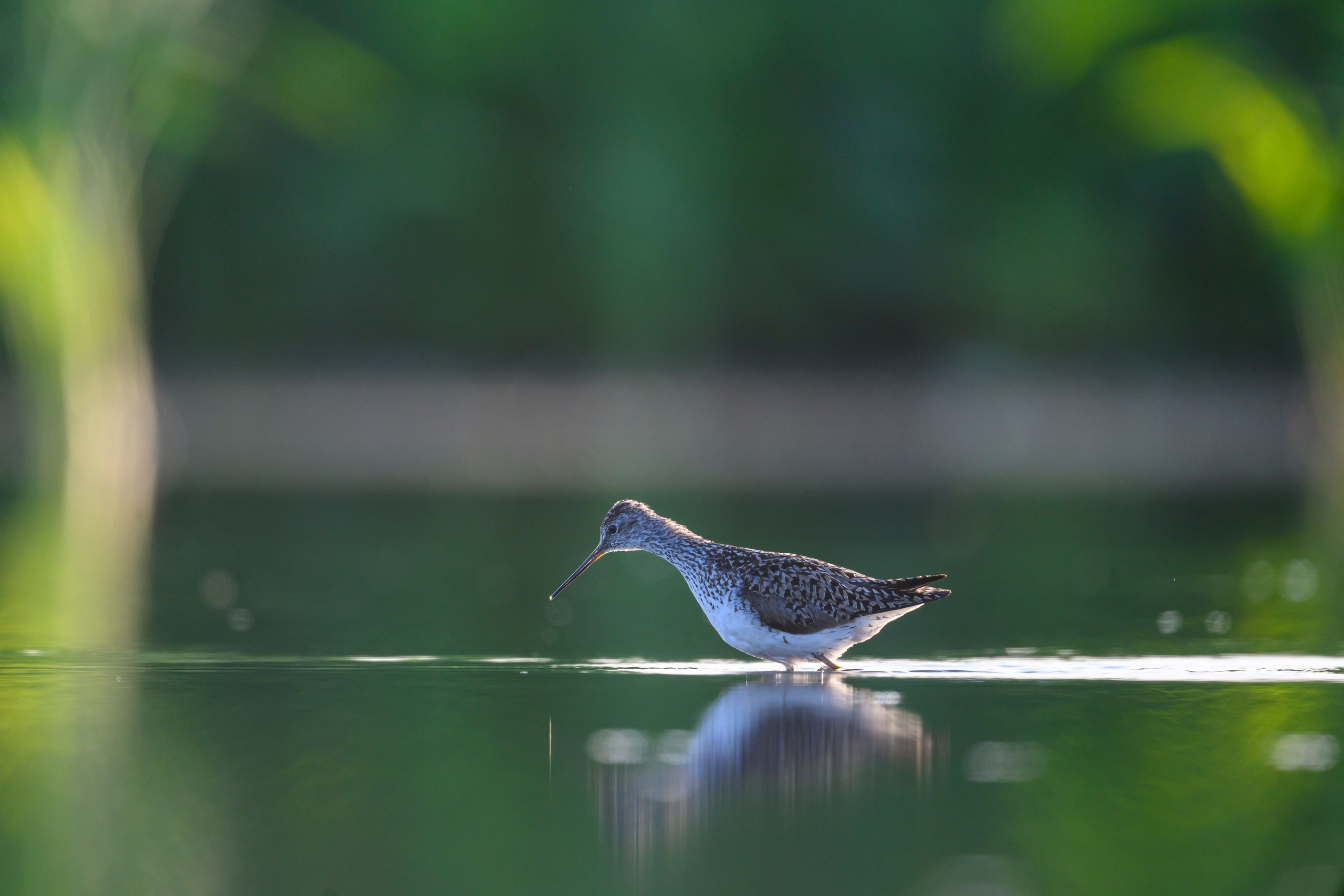 Птенец трясогузки, поручейник и фифи. Wildlife photography by Sergey Puponin