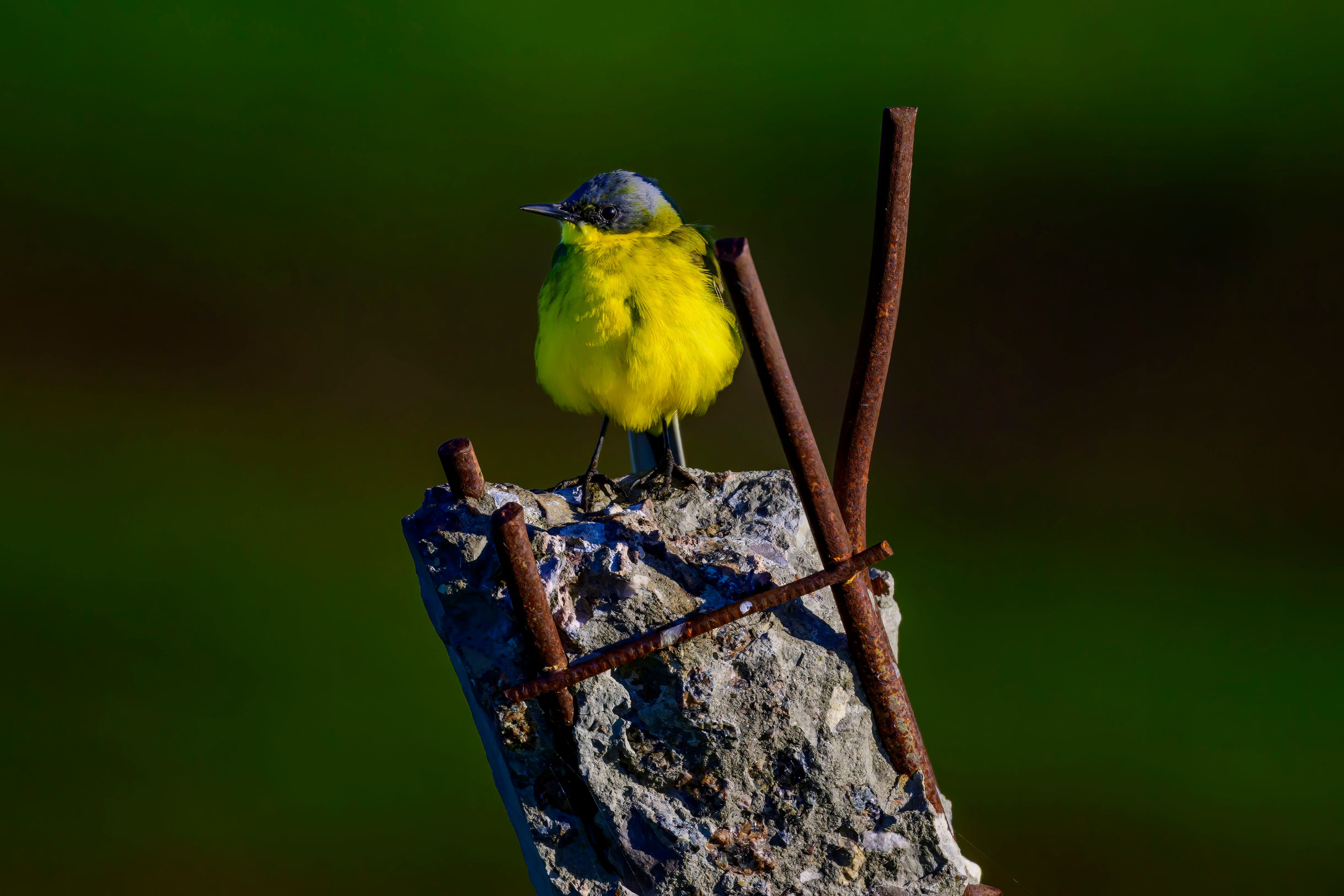 Варакушка. Фотограф Сергей Пупонин