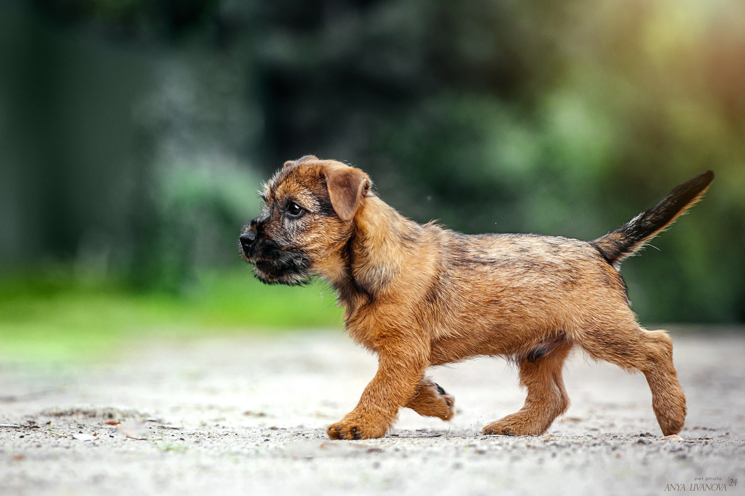 Норвичи. Фотограф анималист Аня Ливанова | Рыбинск
